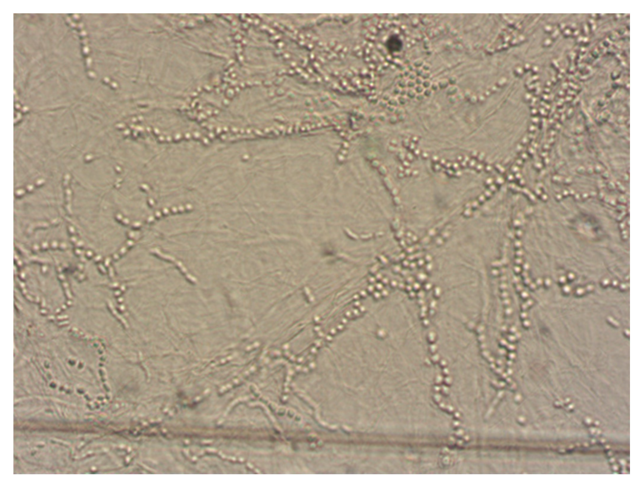 Pathogens 13 00848 g009
