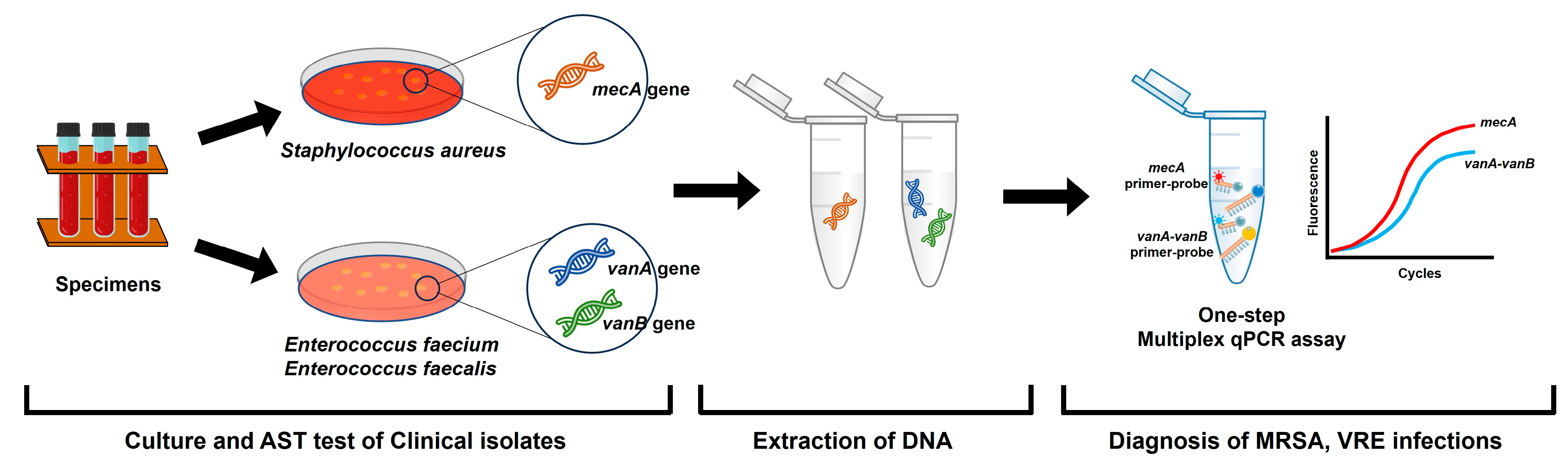 Pathogens 13 00853 g002