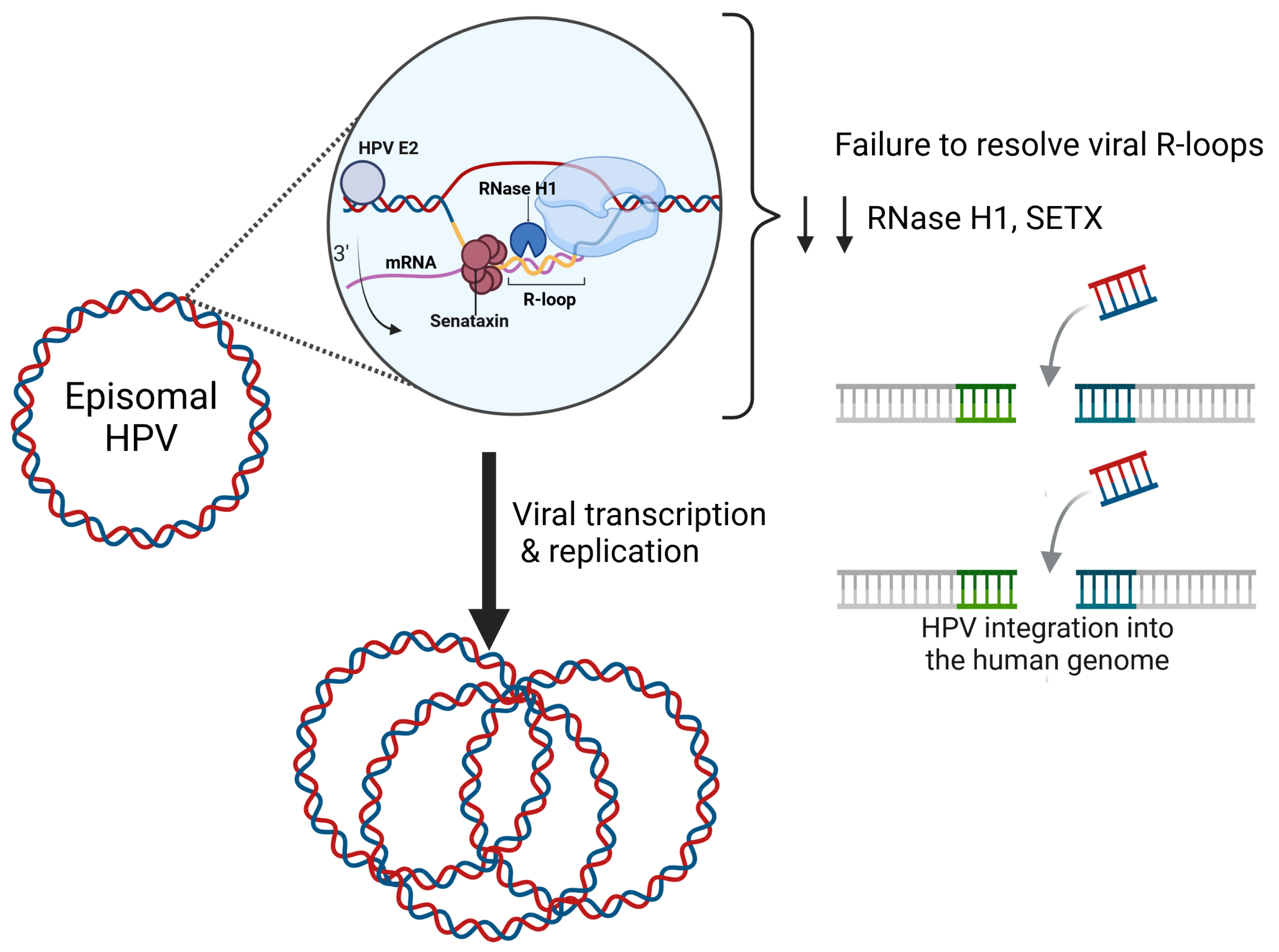 Pathogens 13 00863 g001