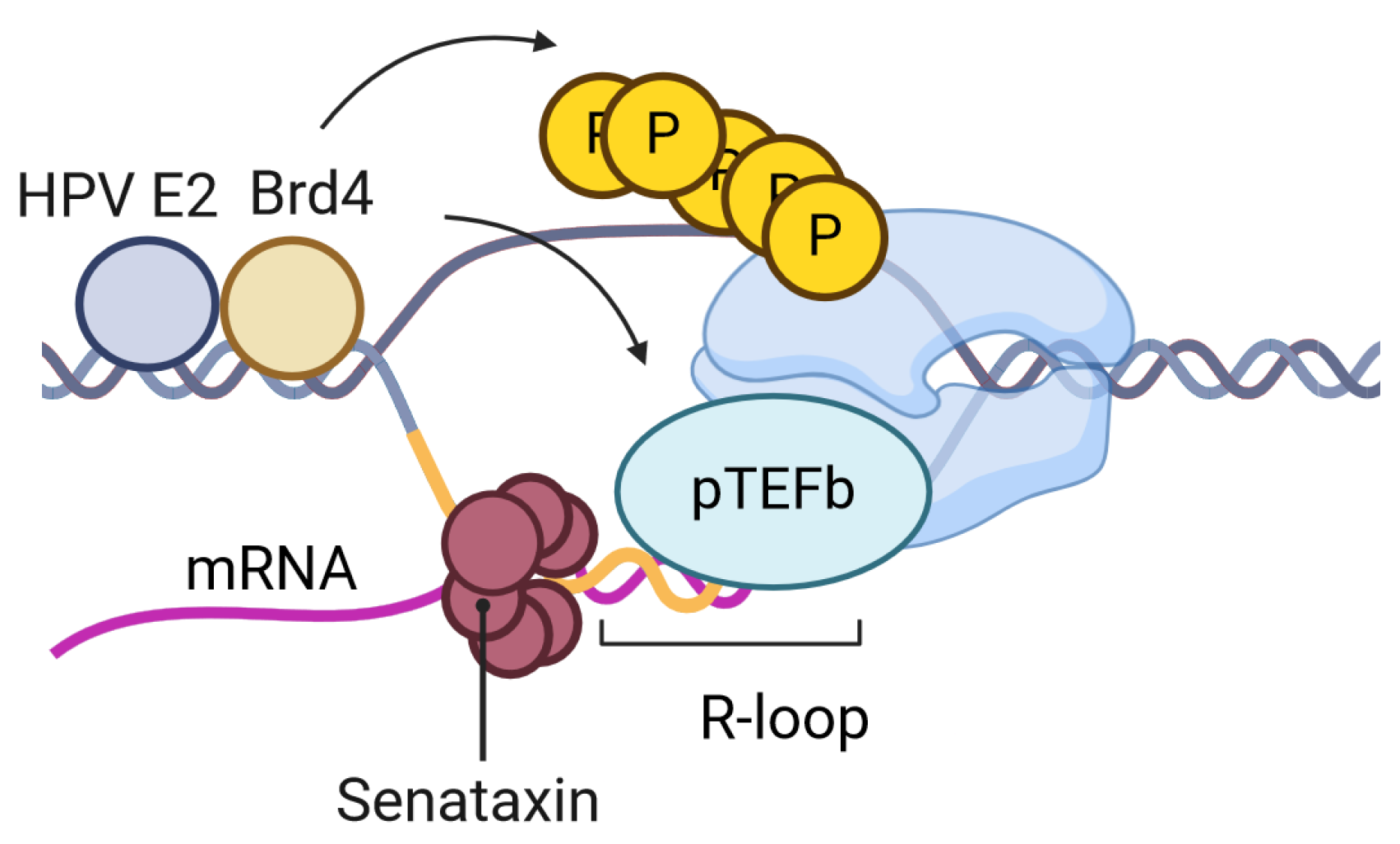 Pathogens 13 00863 g002