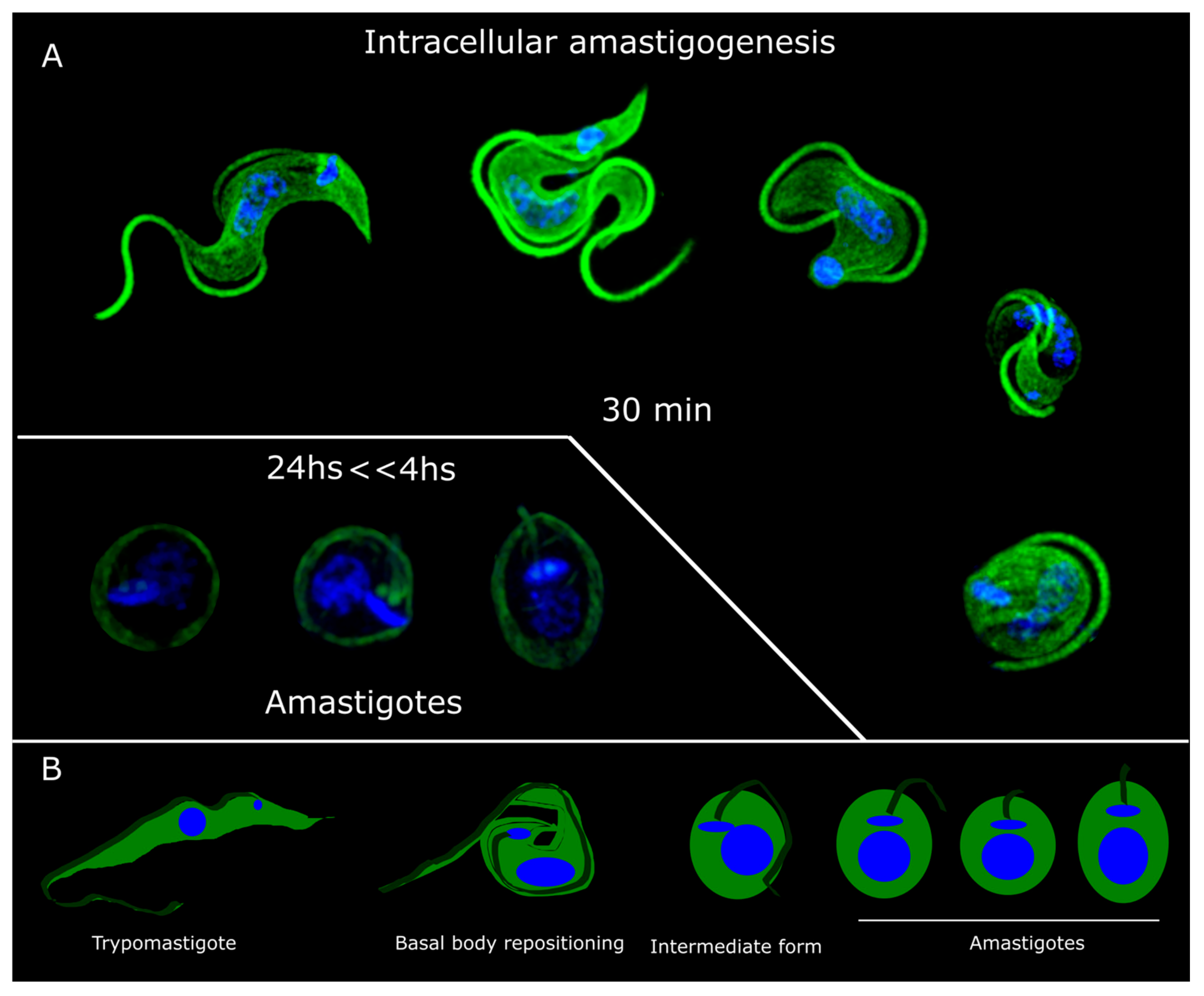 Pathogens 13 00866 g002