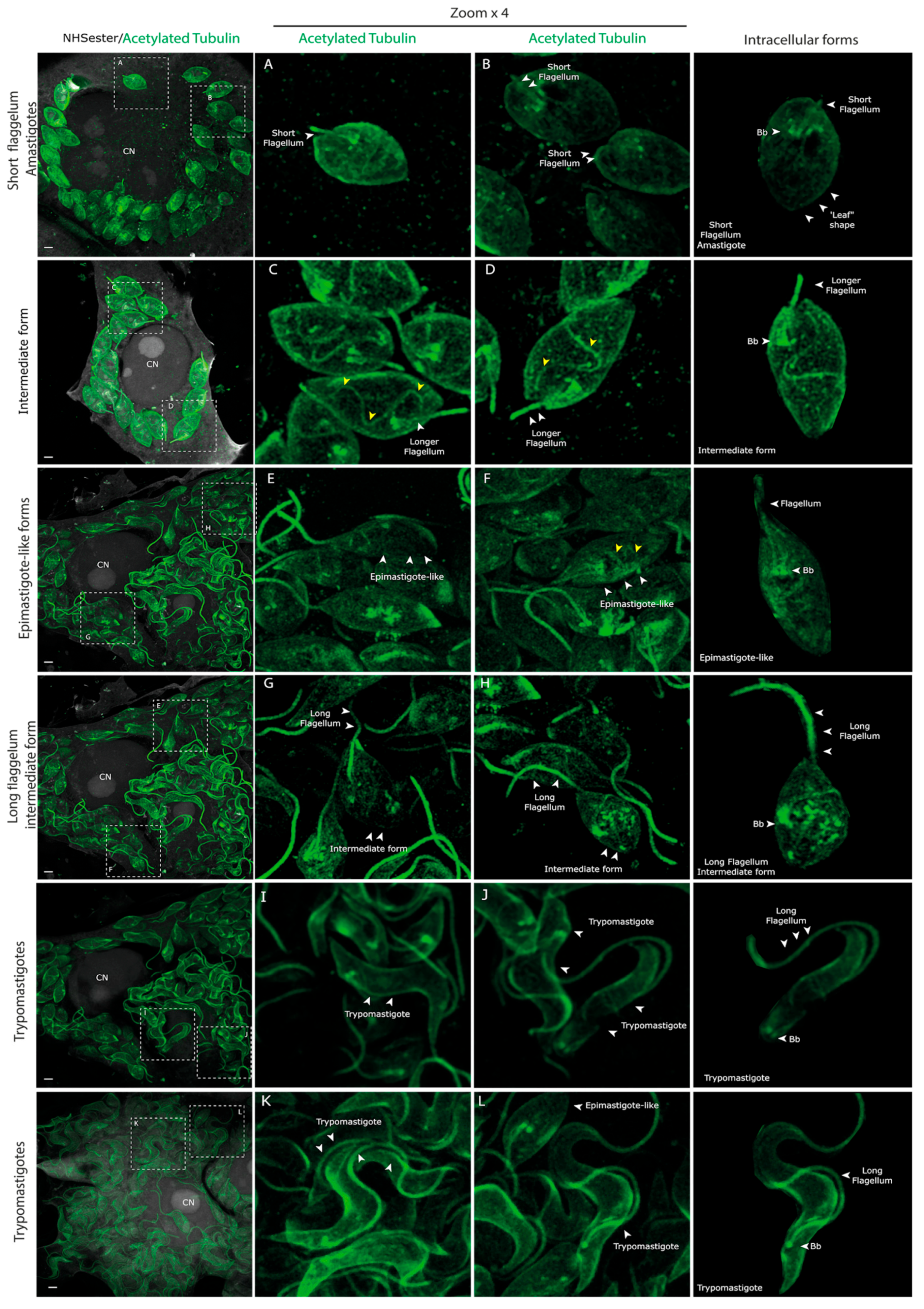 Pathogens 13 00866 g004