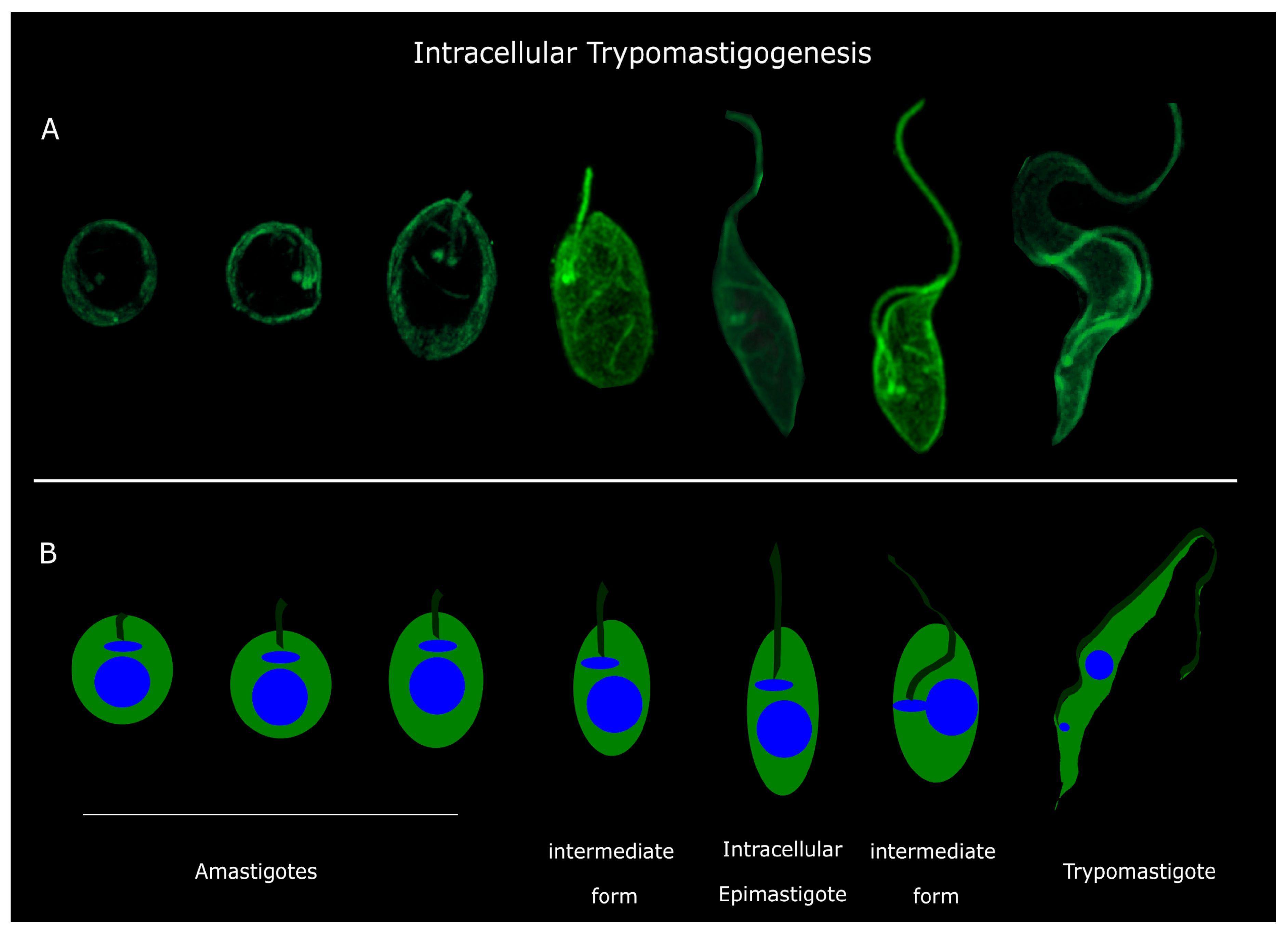 Pathogens 13 00866 g006