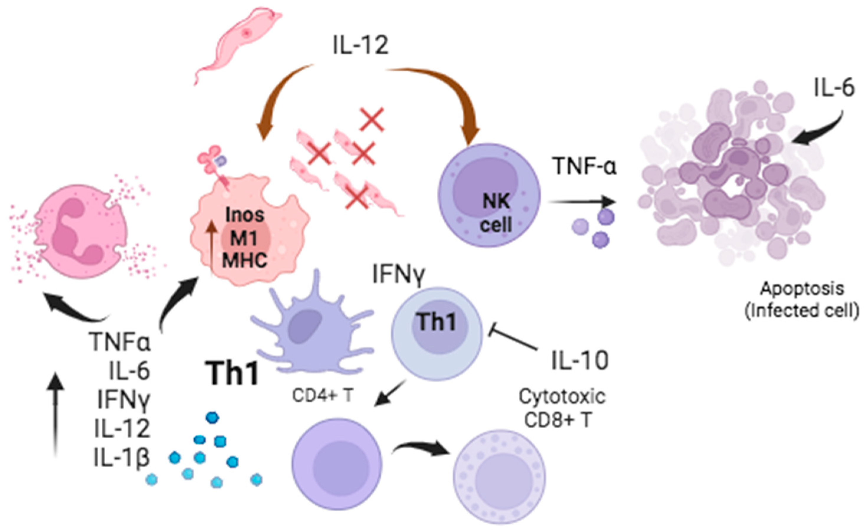 Pathogens 13 00870 g001 Pathogens 13 00870 g001