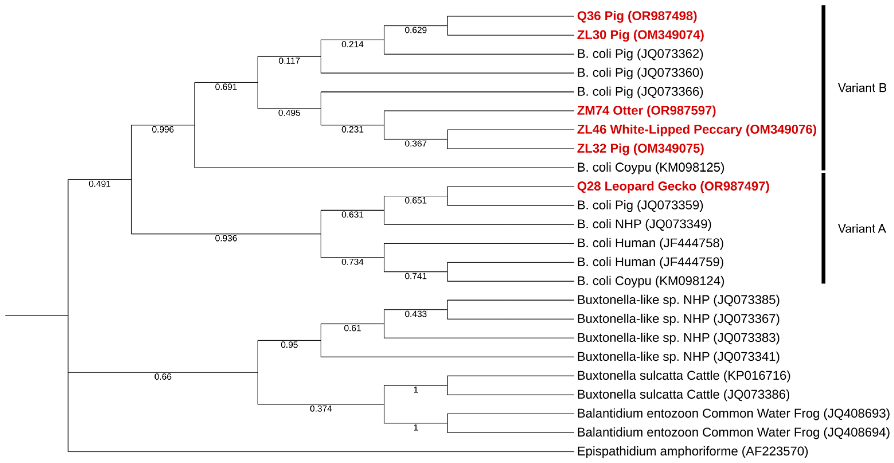Pathogens 13 00874 g002