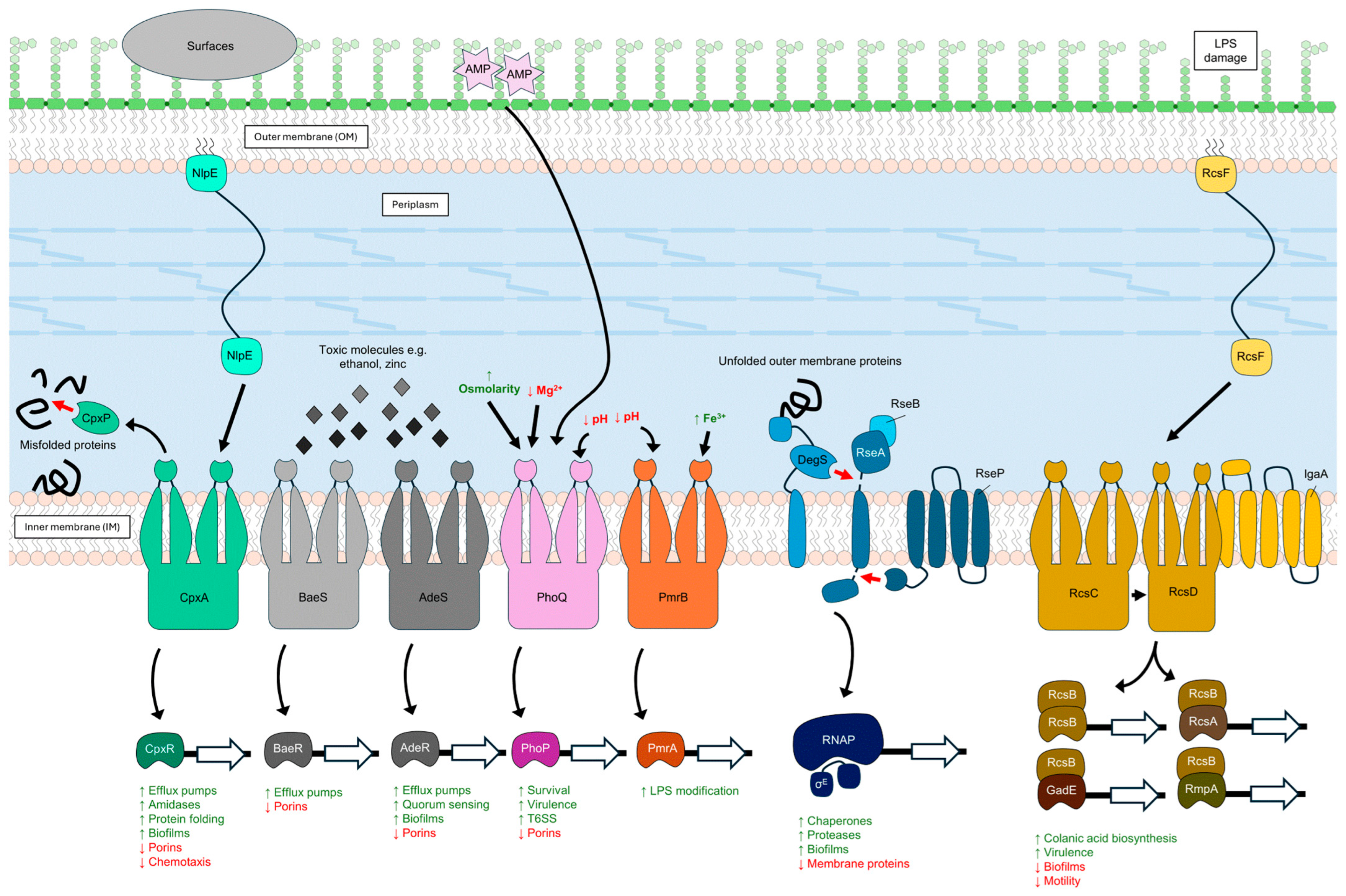 Pathogens 13 00889 g002