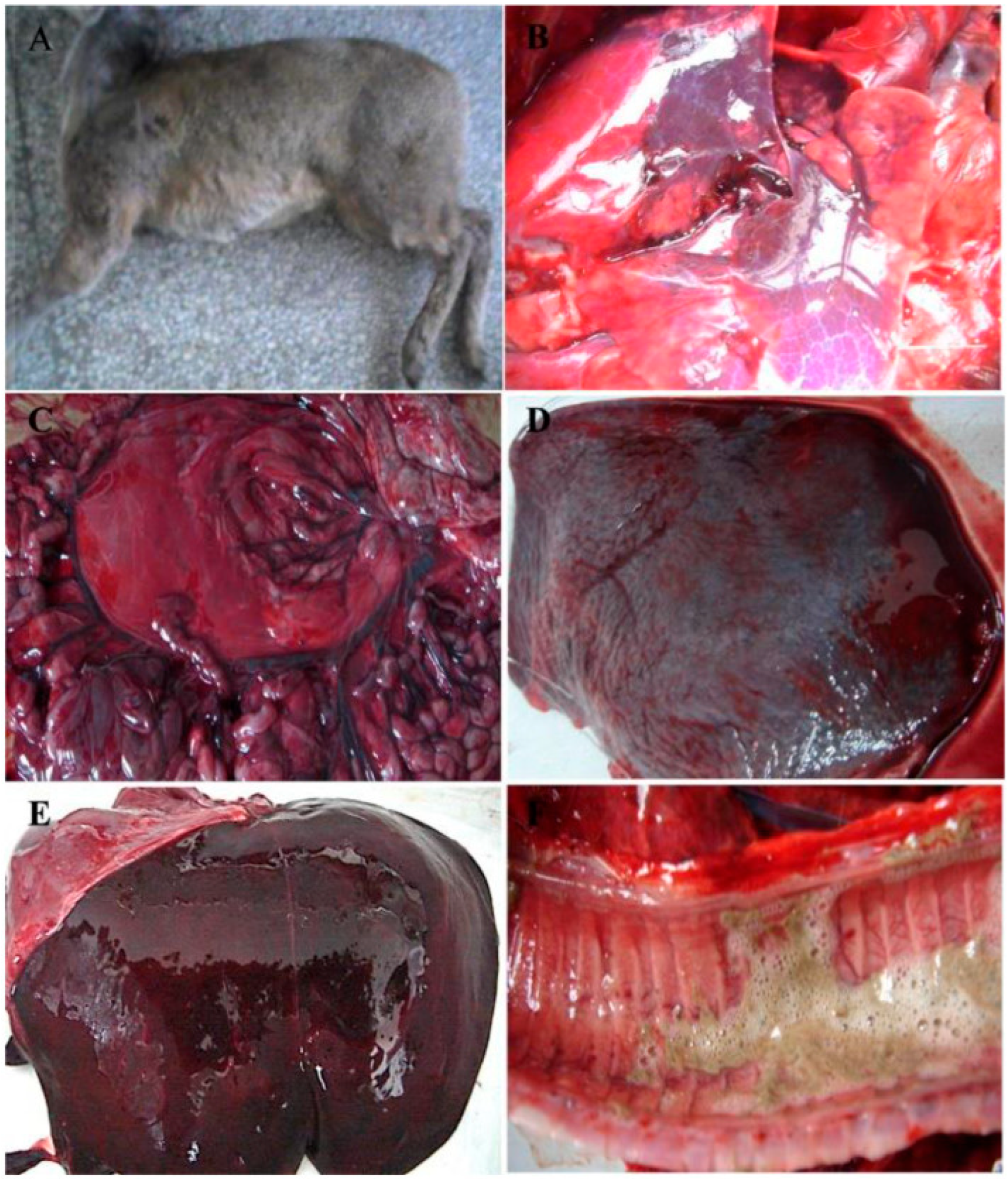 Pathogens 13 00925 g001