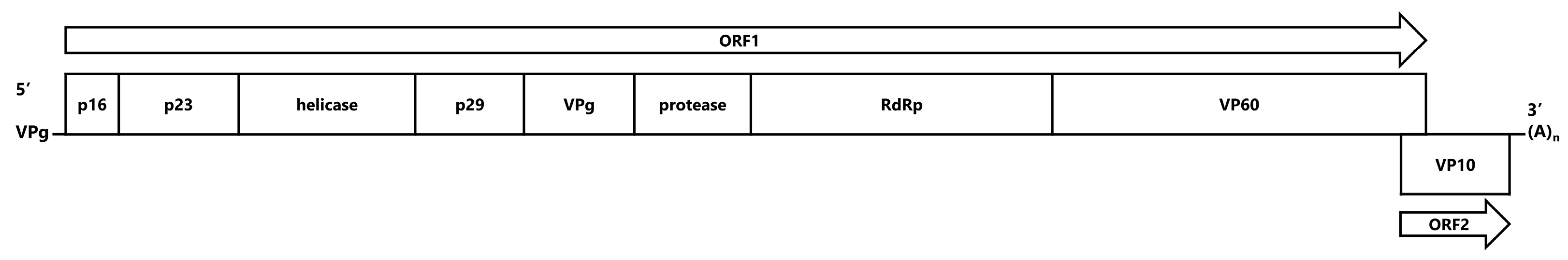 Pathogens 13 00925 g002