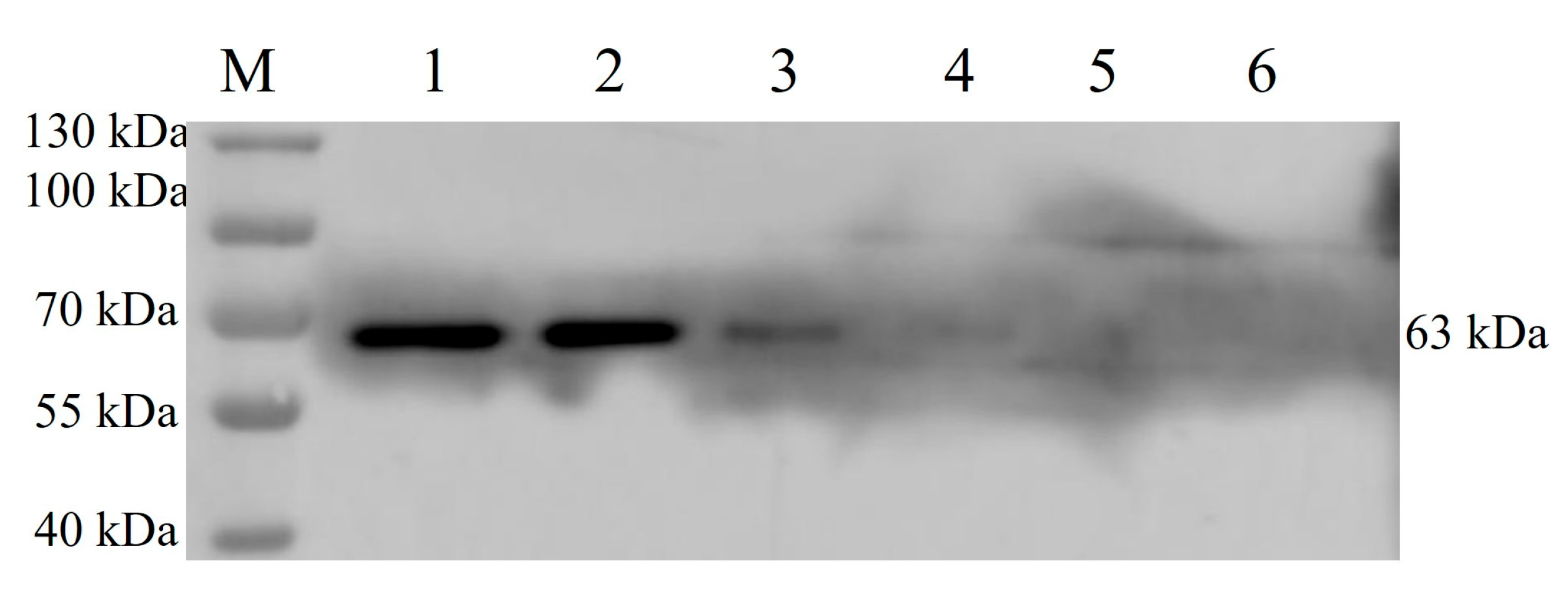 Pathogens 13 00925 g005