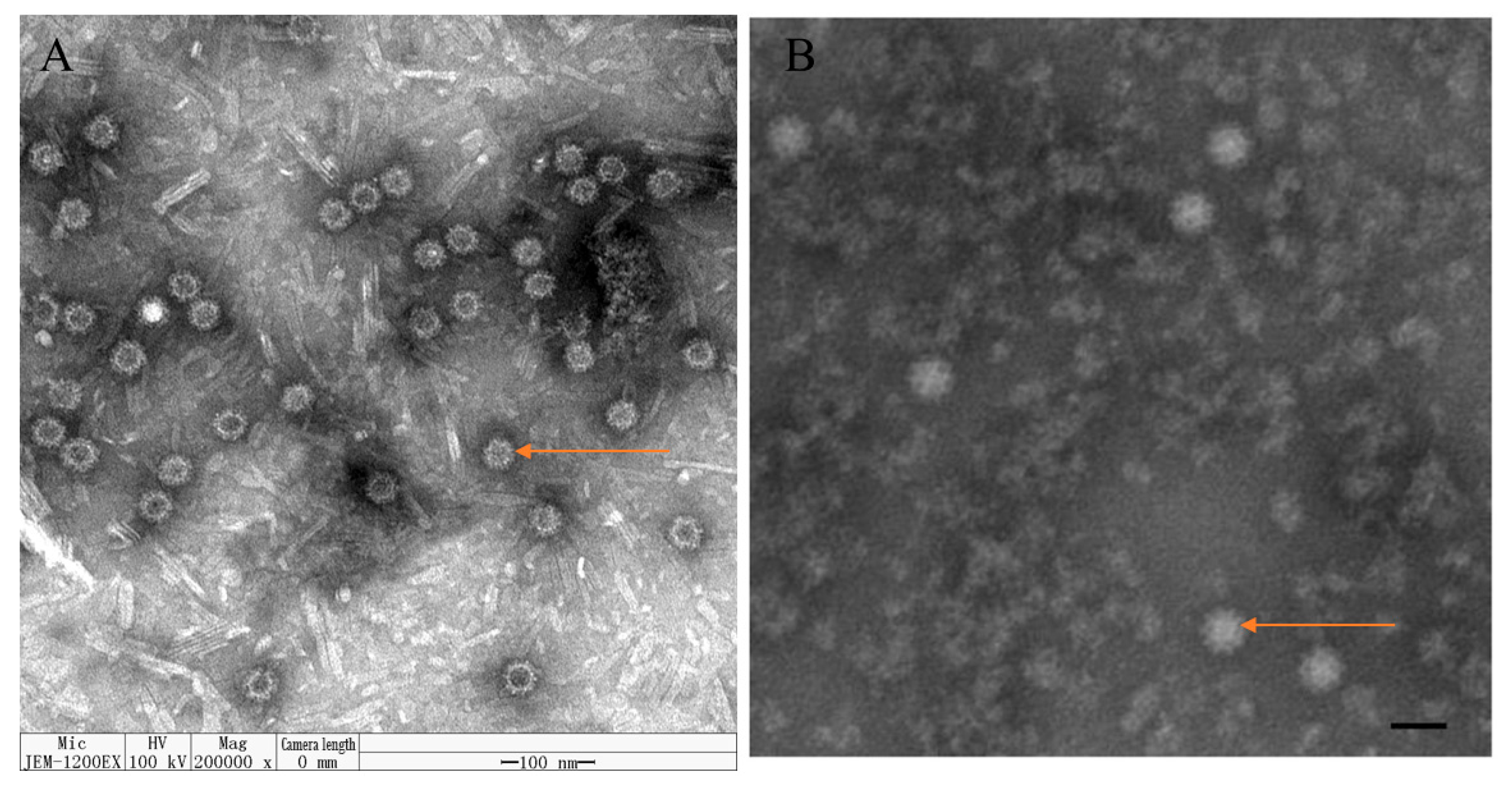 Pathogens 13 00925 g006