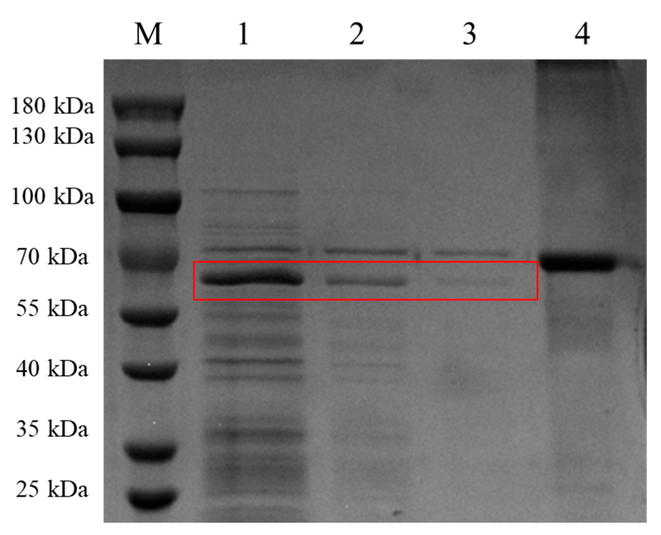 Pathogens 13 00925 g007