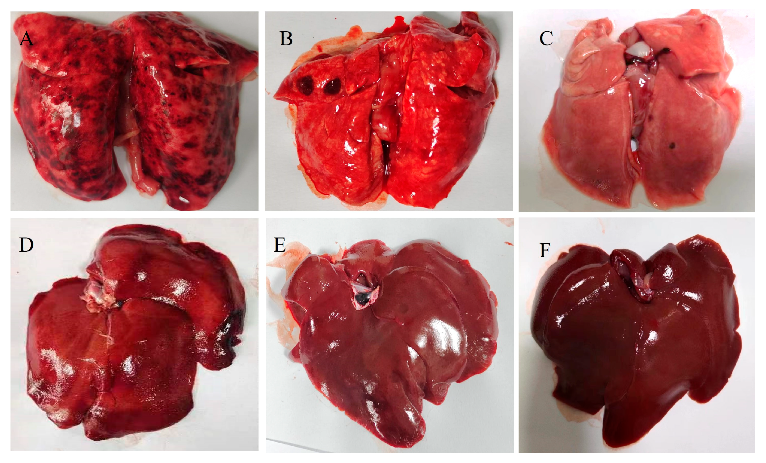 Pathogens 13 00925 g009
