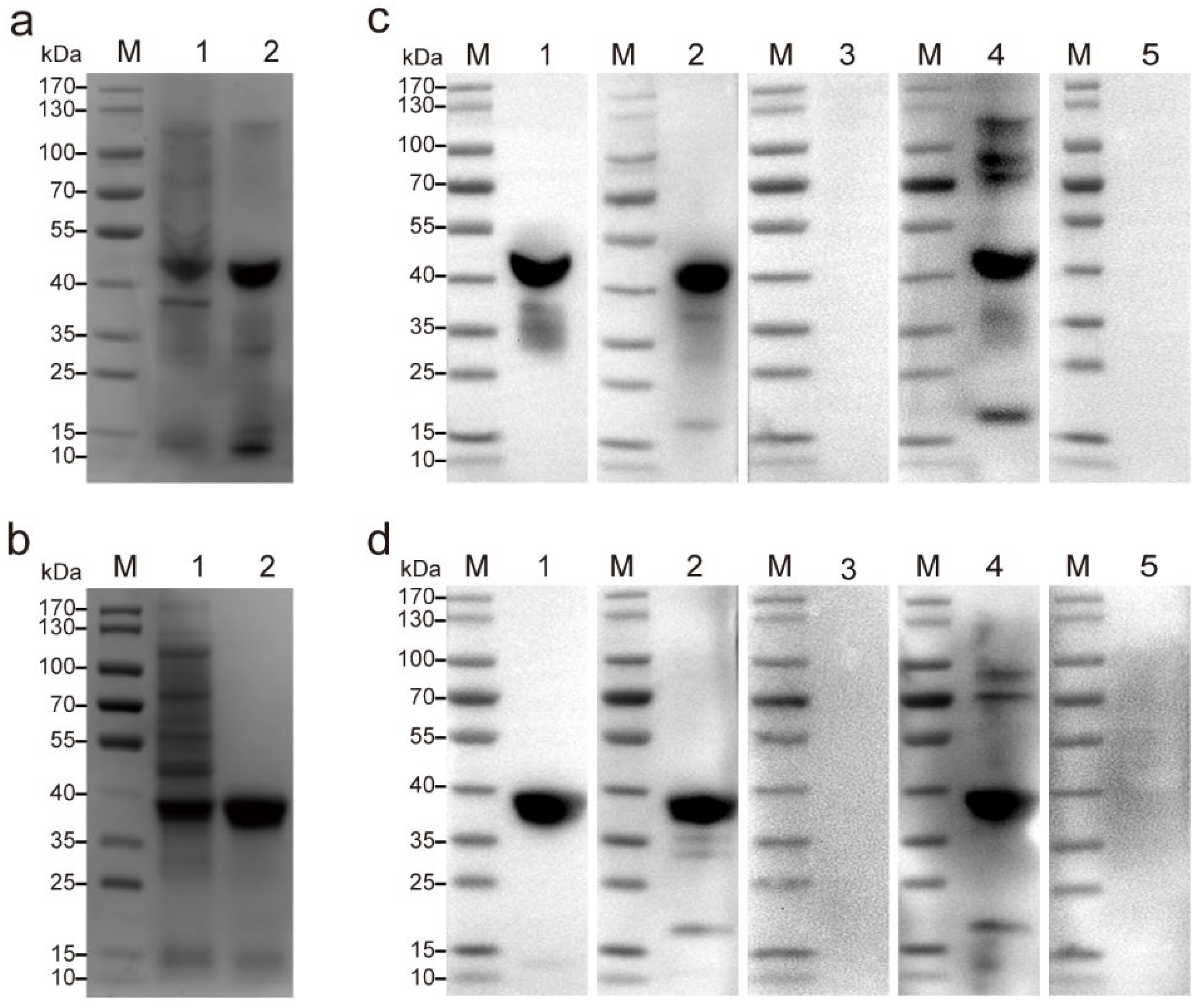 Pathogens 13 00931 g002