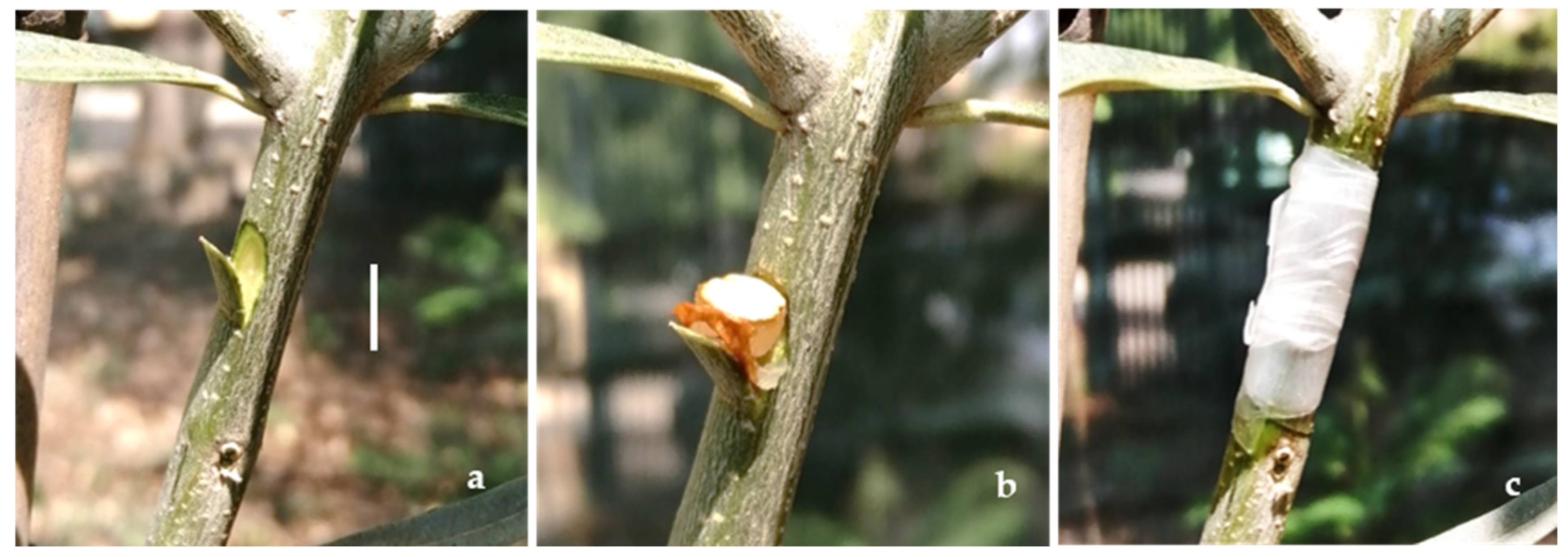 Pathogens 13 00932 g002