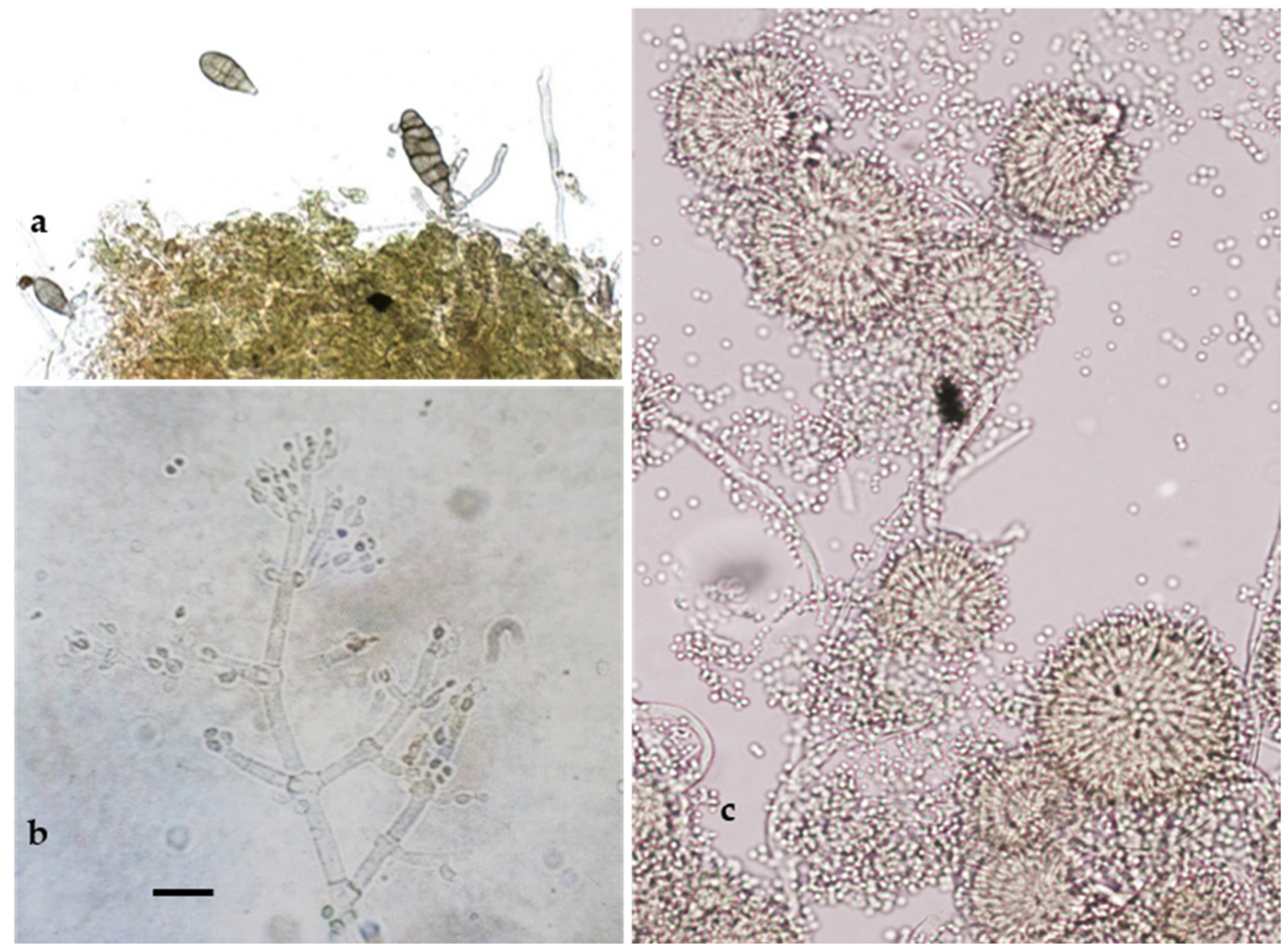 Pathogens 13 00932 g004
