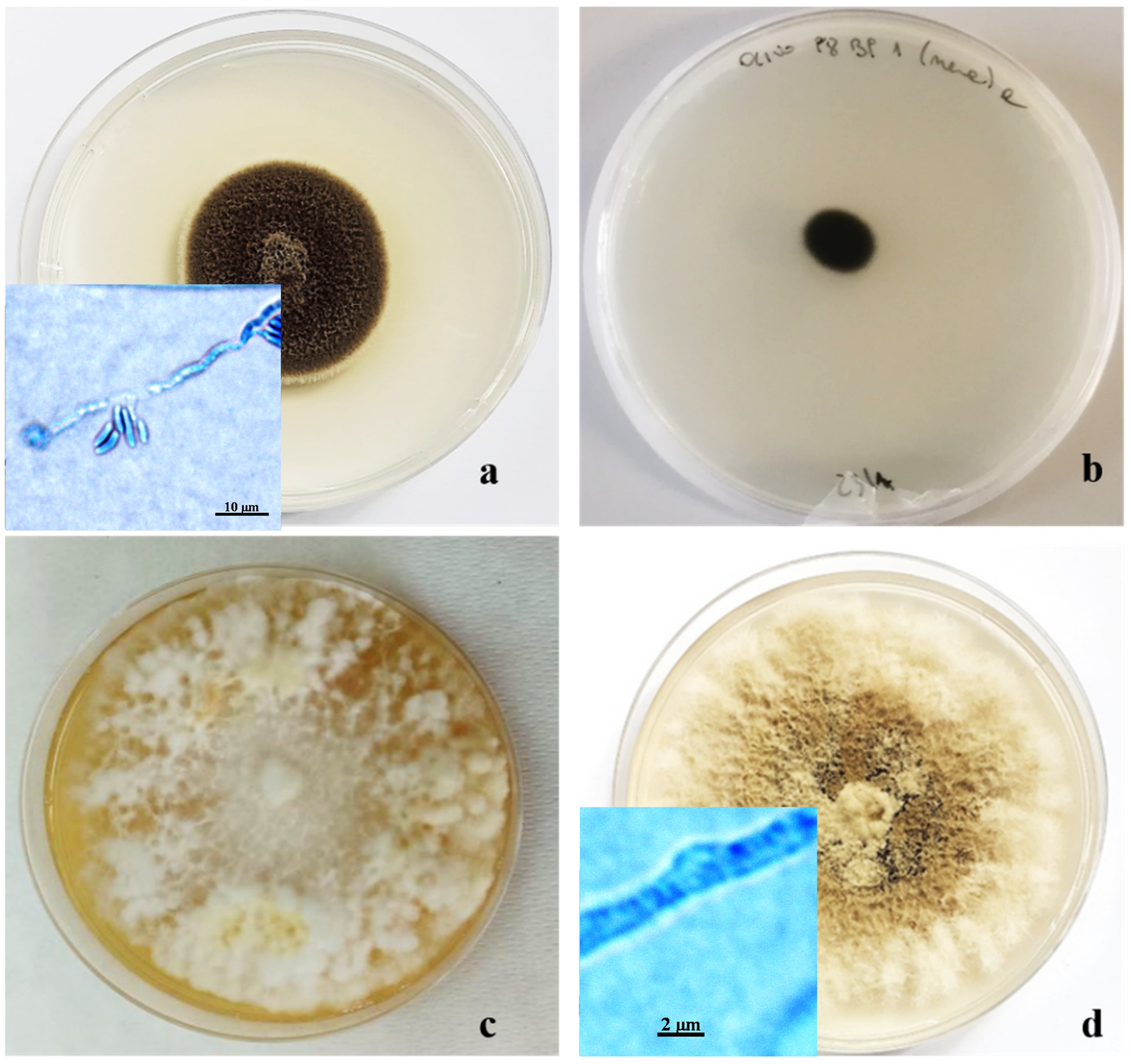 Pathogens 13 00932 g005