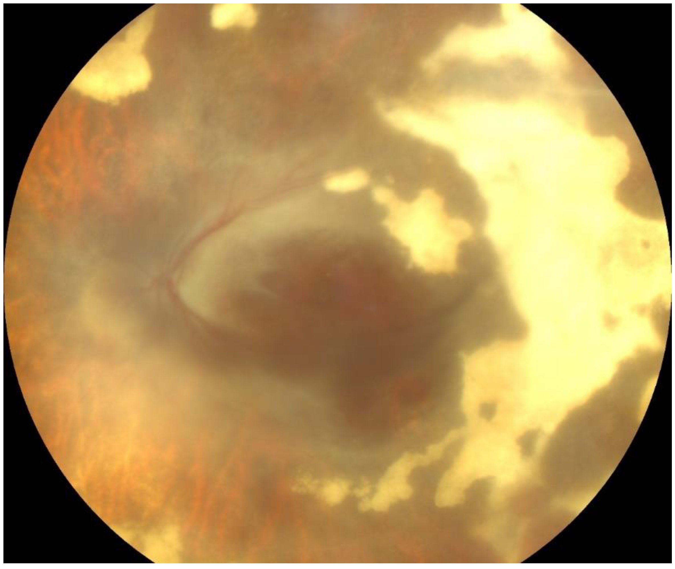 Pathogens 13 00938 g005