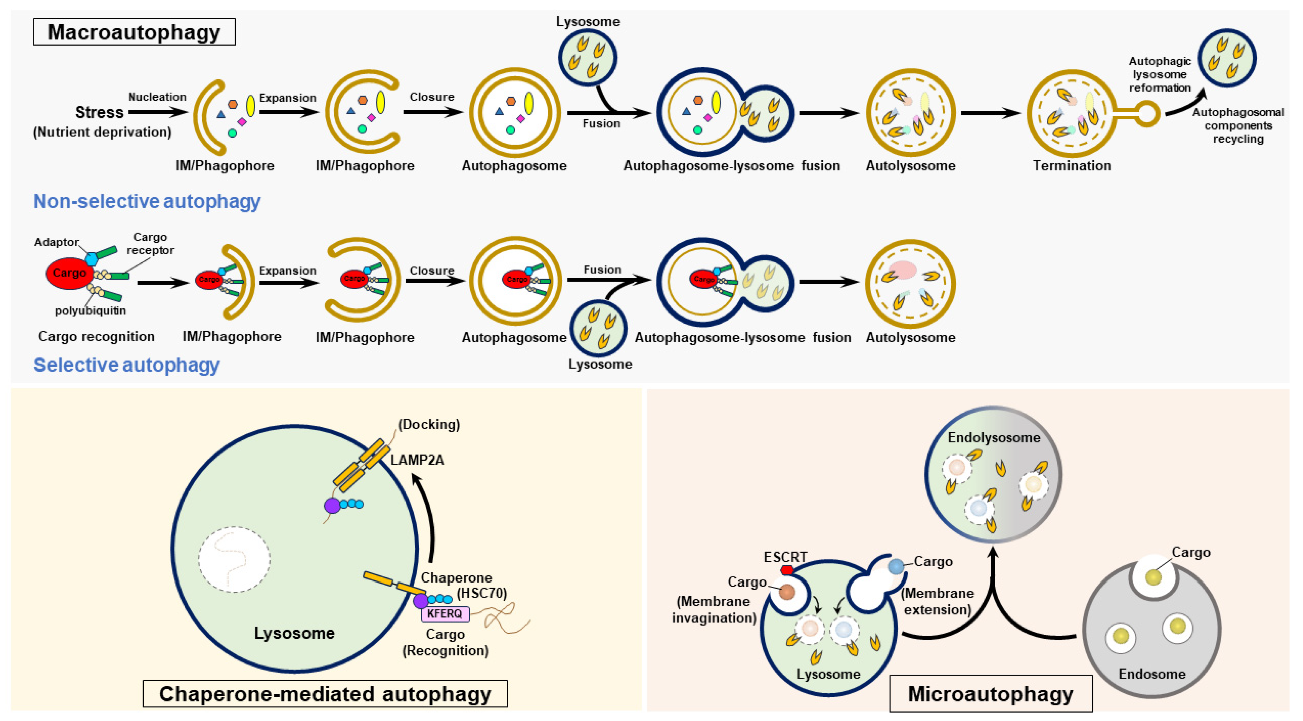 Pathogens 13 00980 g003