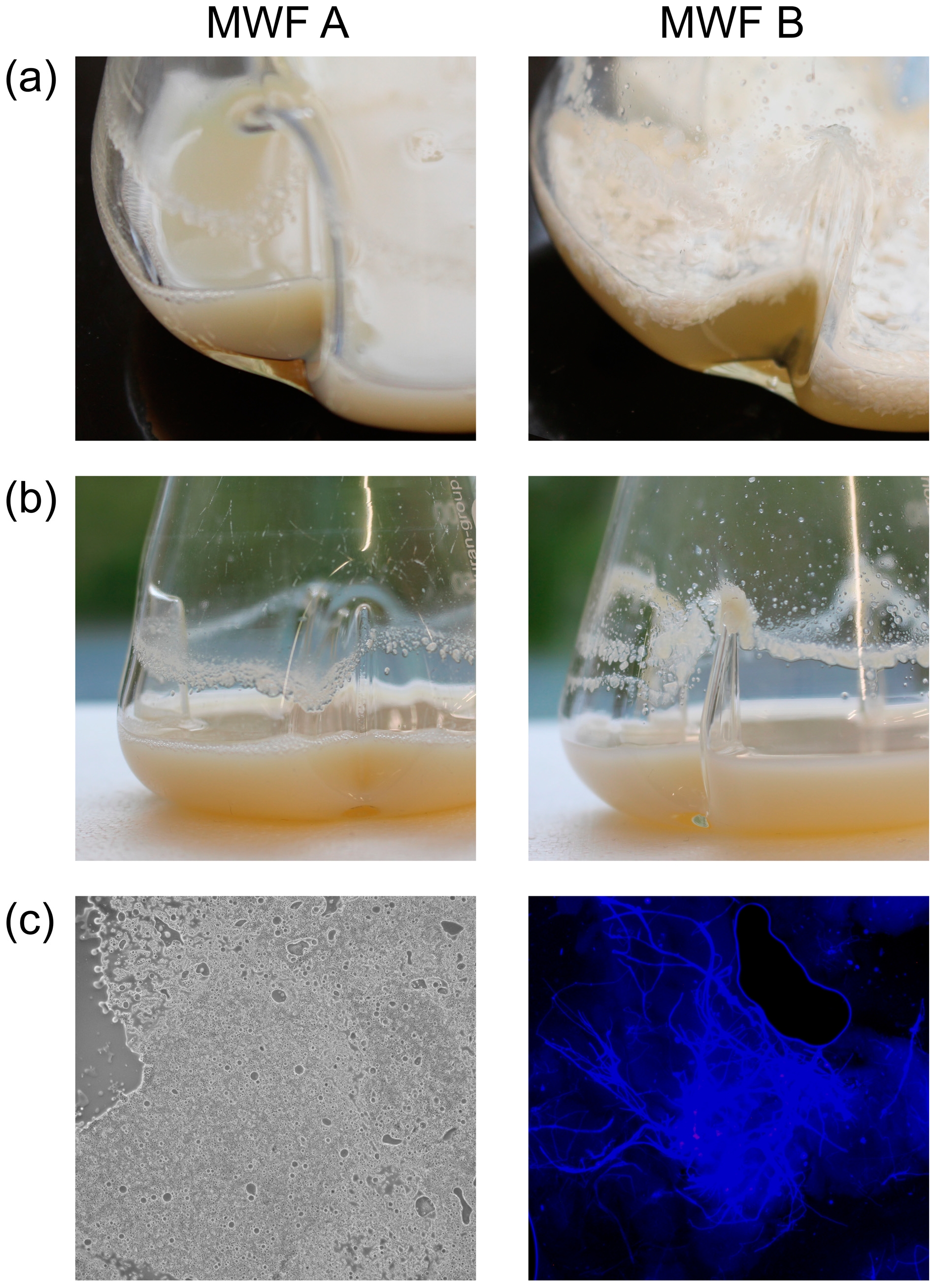 Pathogens 13 00990 g004