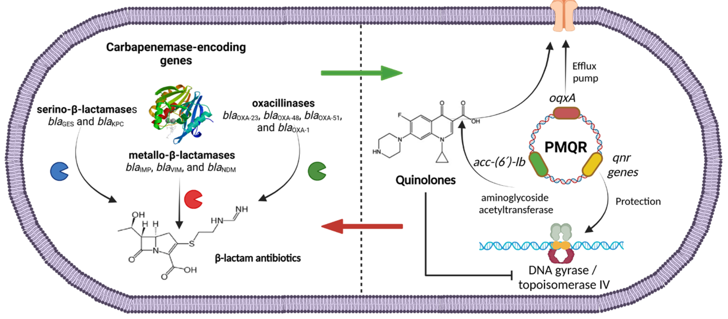 Pathogens 13 00992 g001