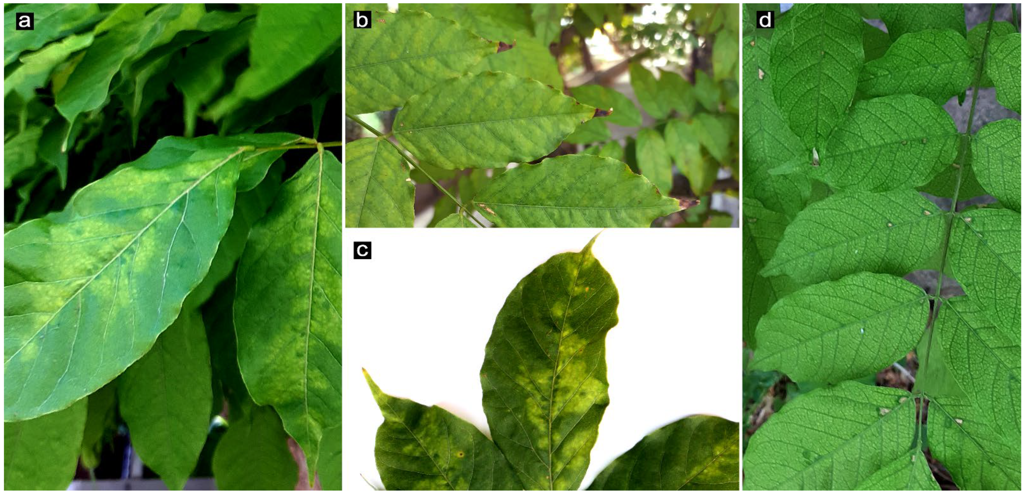 Pathogens 13 01001 g001 Pathogens 13 01001 g001