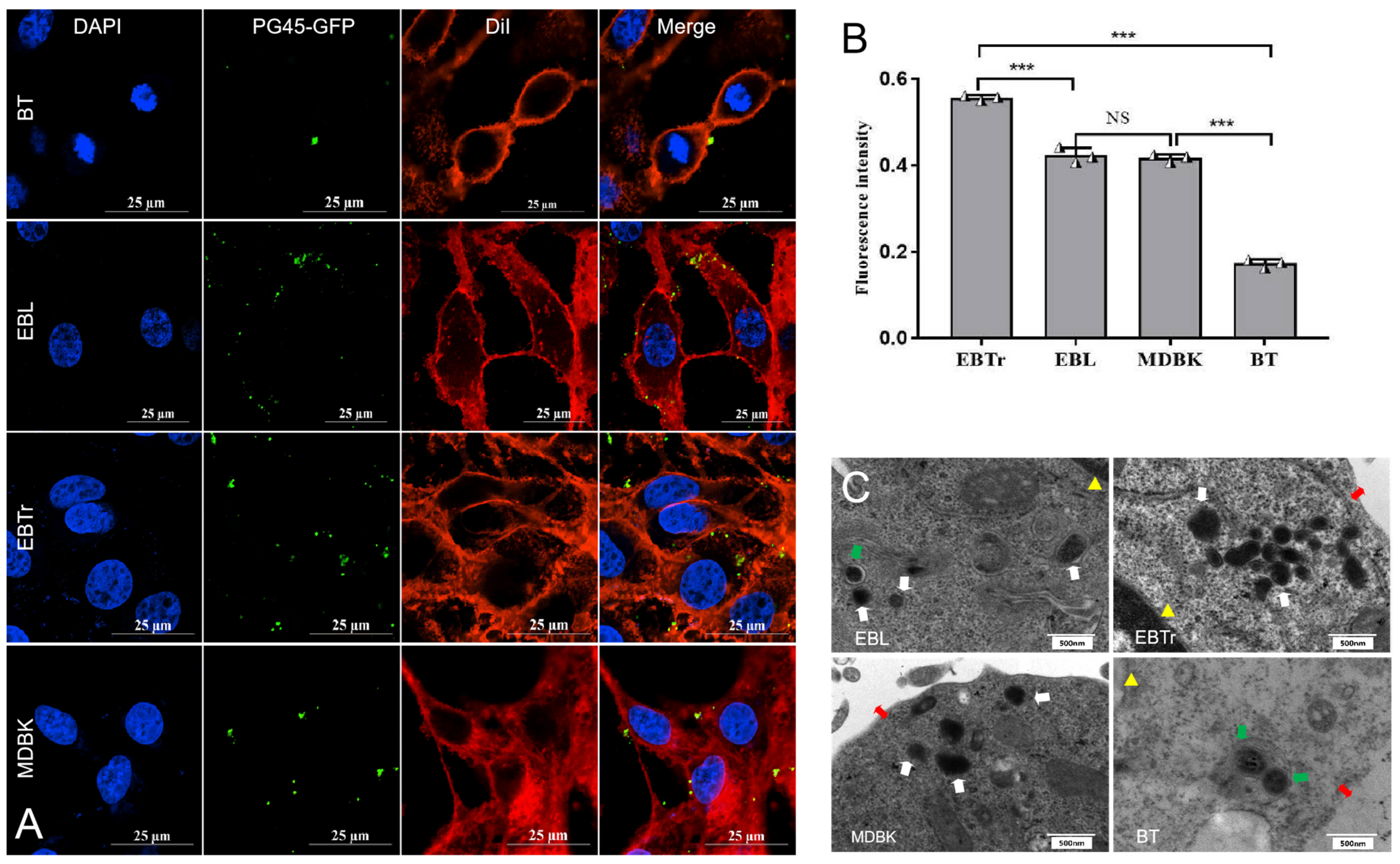 Pathogens 13 01003 g004