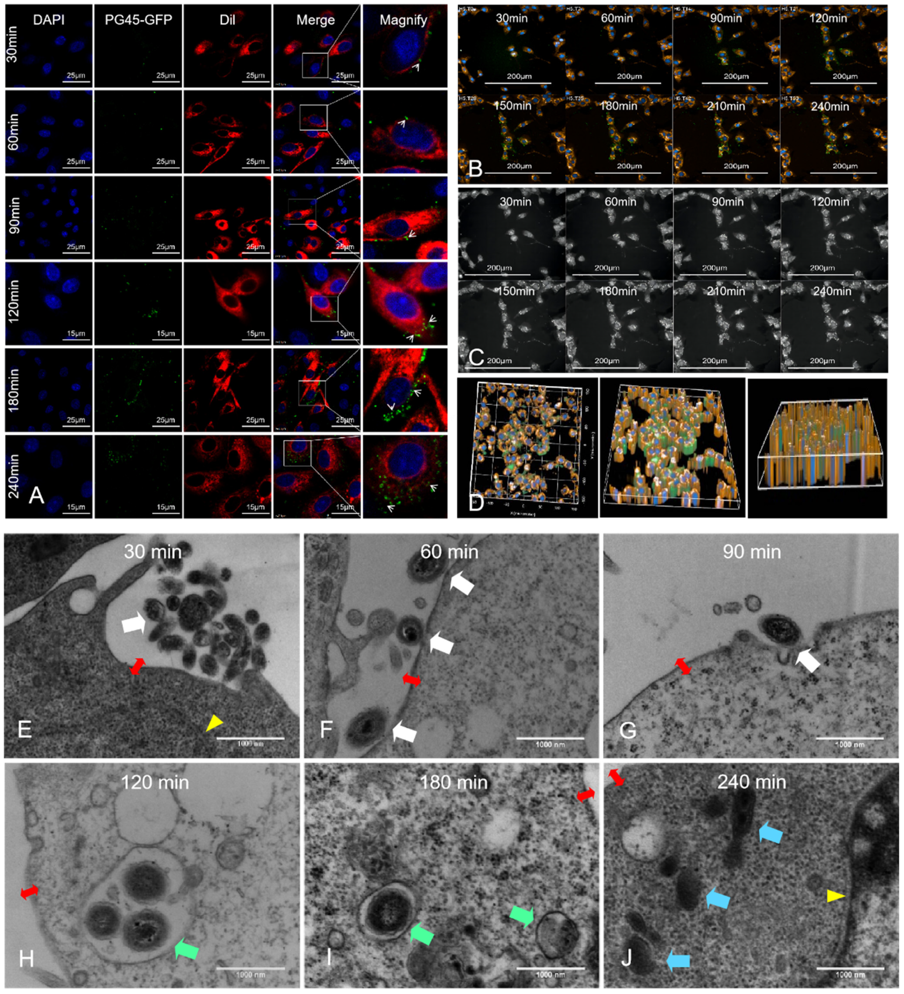 Pathogens 13 01003 g005