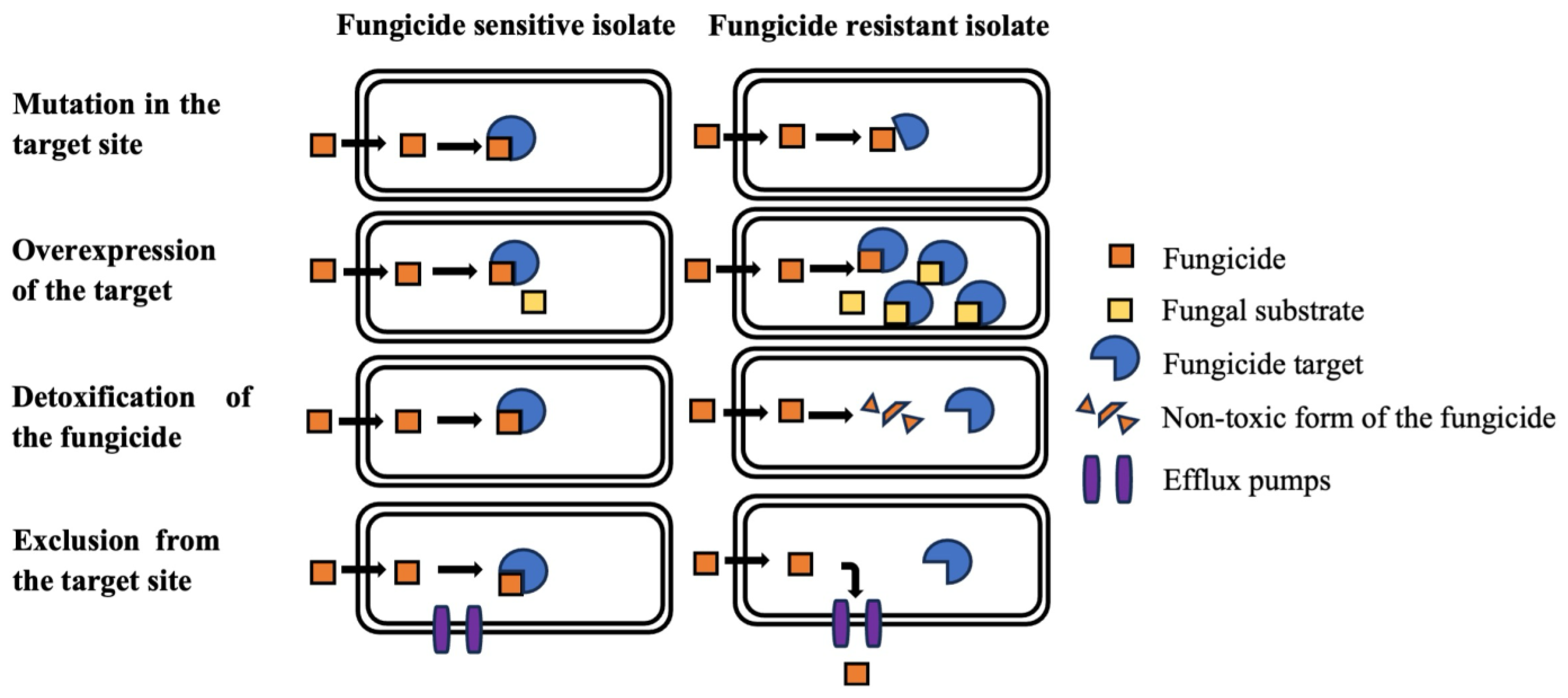 Pathogens 13 01012 g001