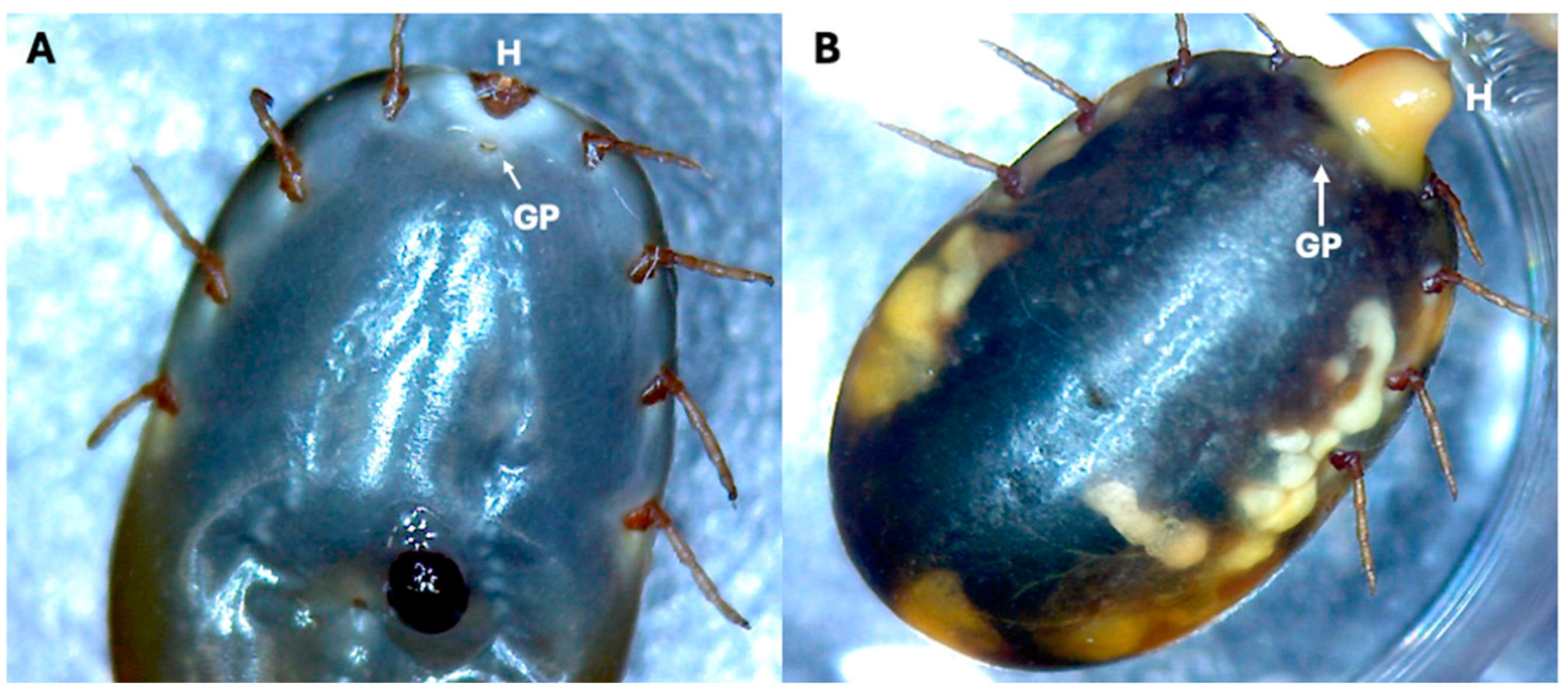Pathogens 13 01025 g001