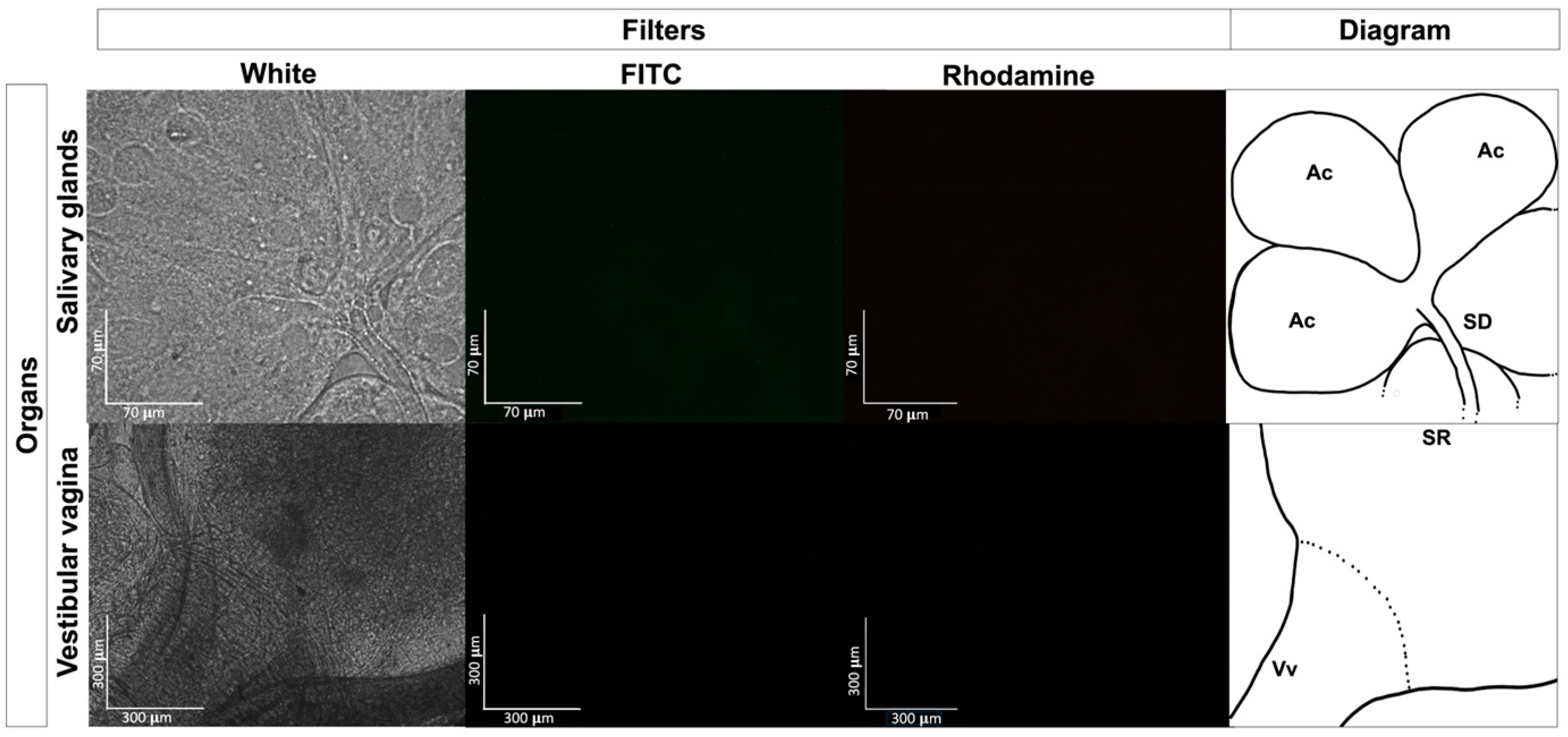 Pathogens 13 01025 g003