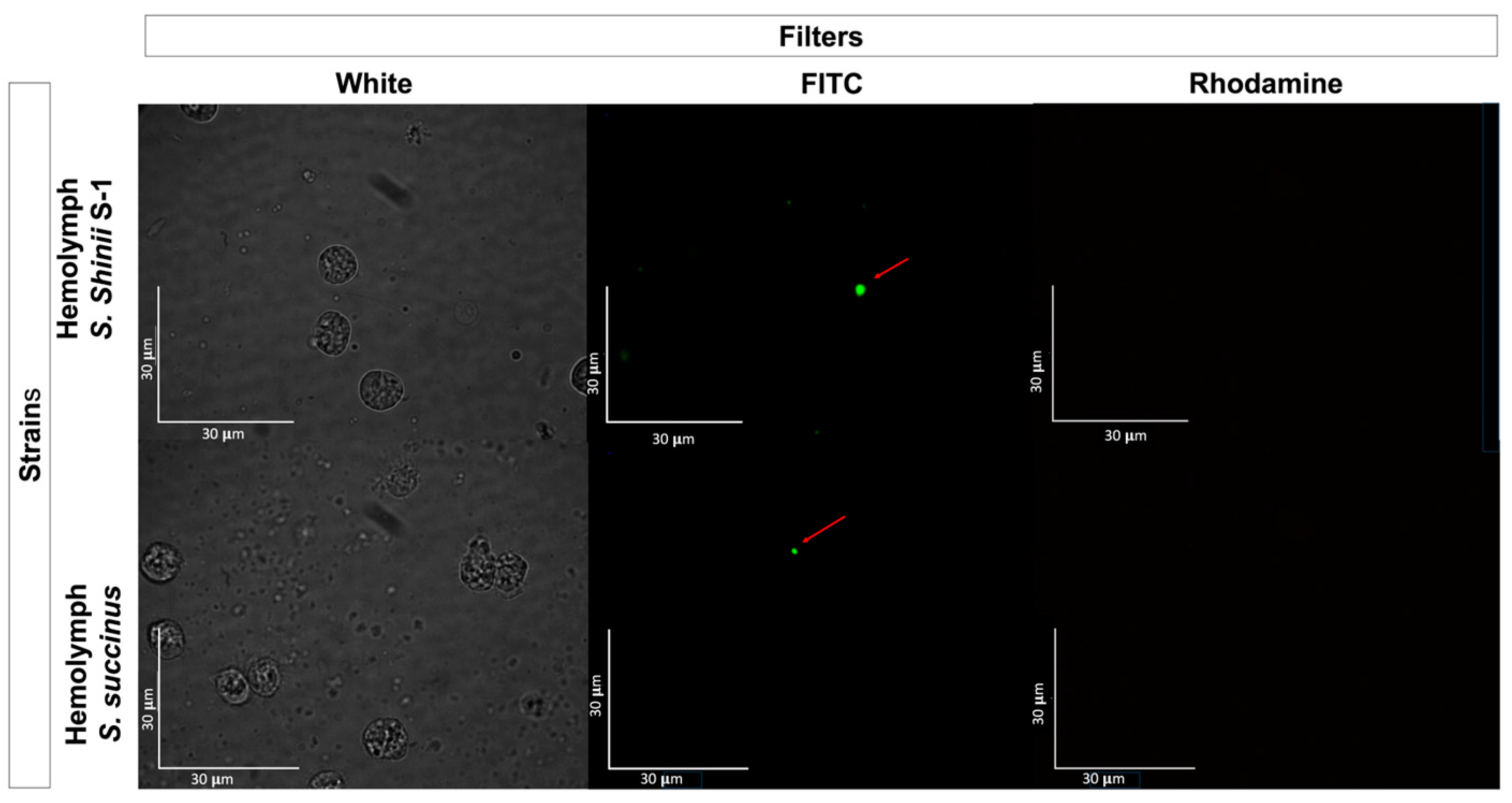 Pathogens 13 01025 g006