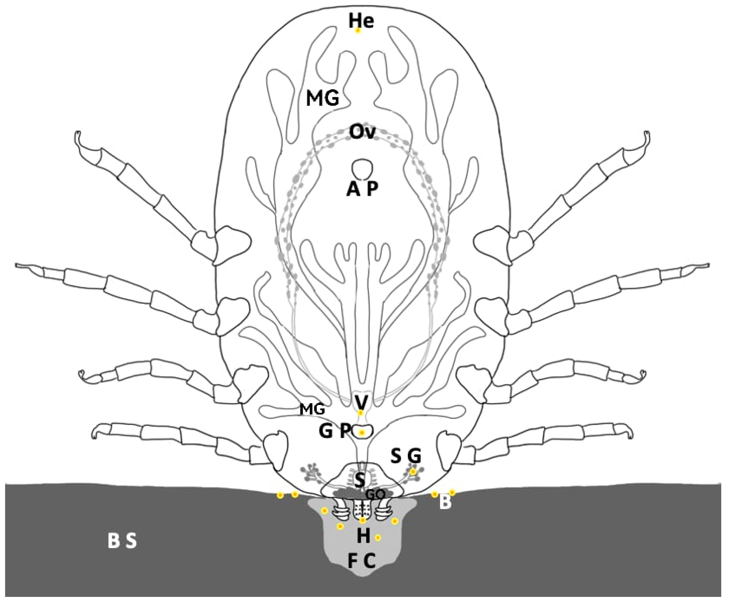 Pathogens 13 01025 g008