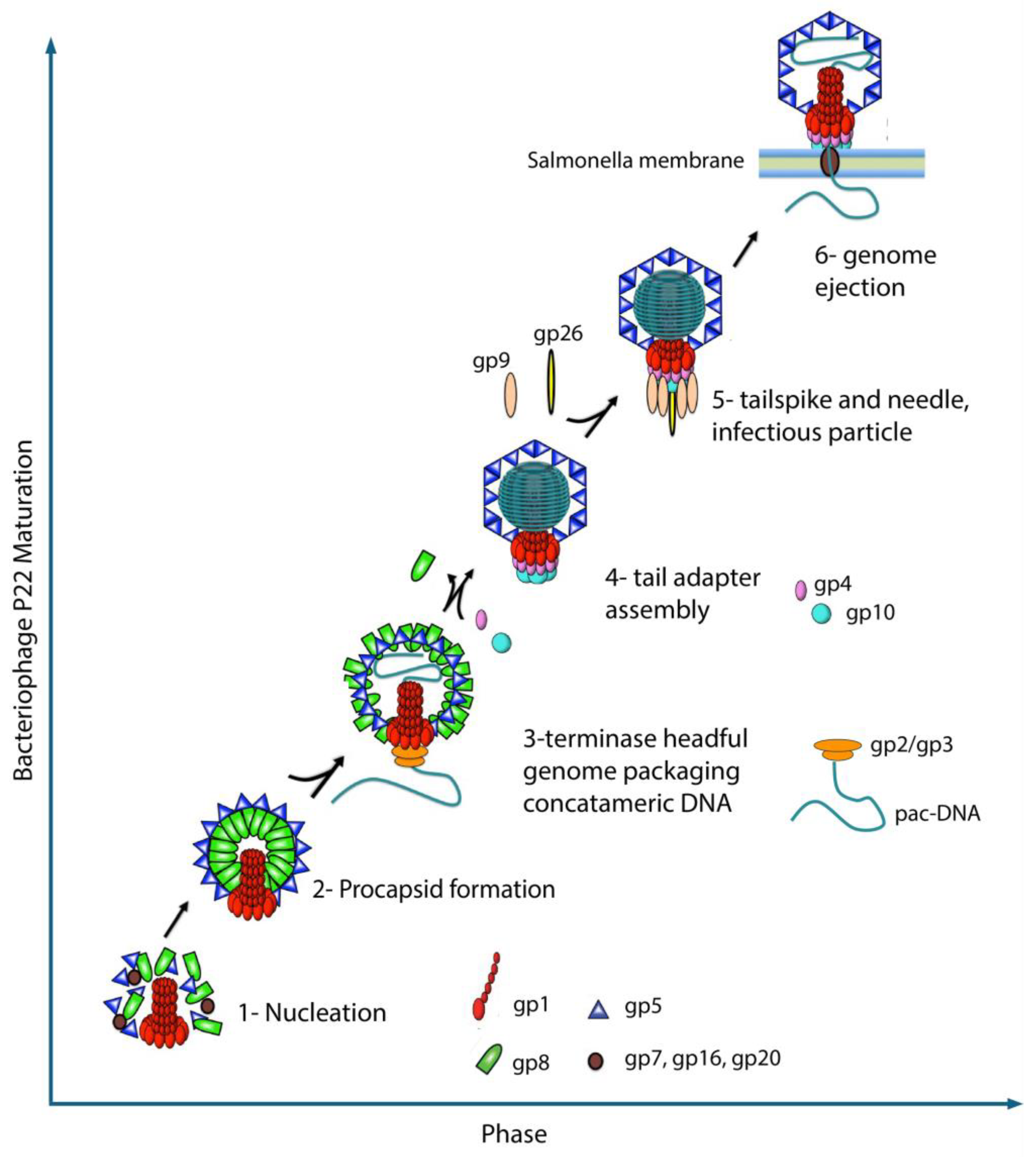 Pathogens 13 01066 g001