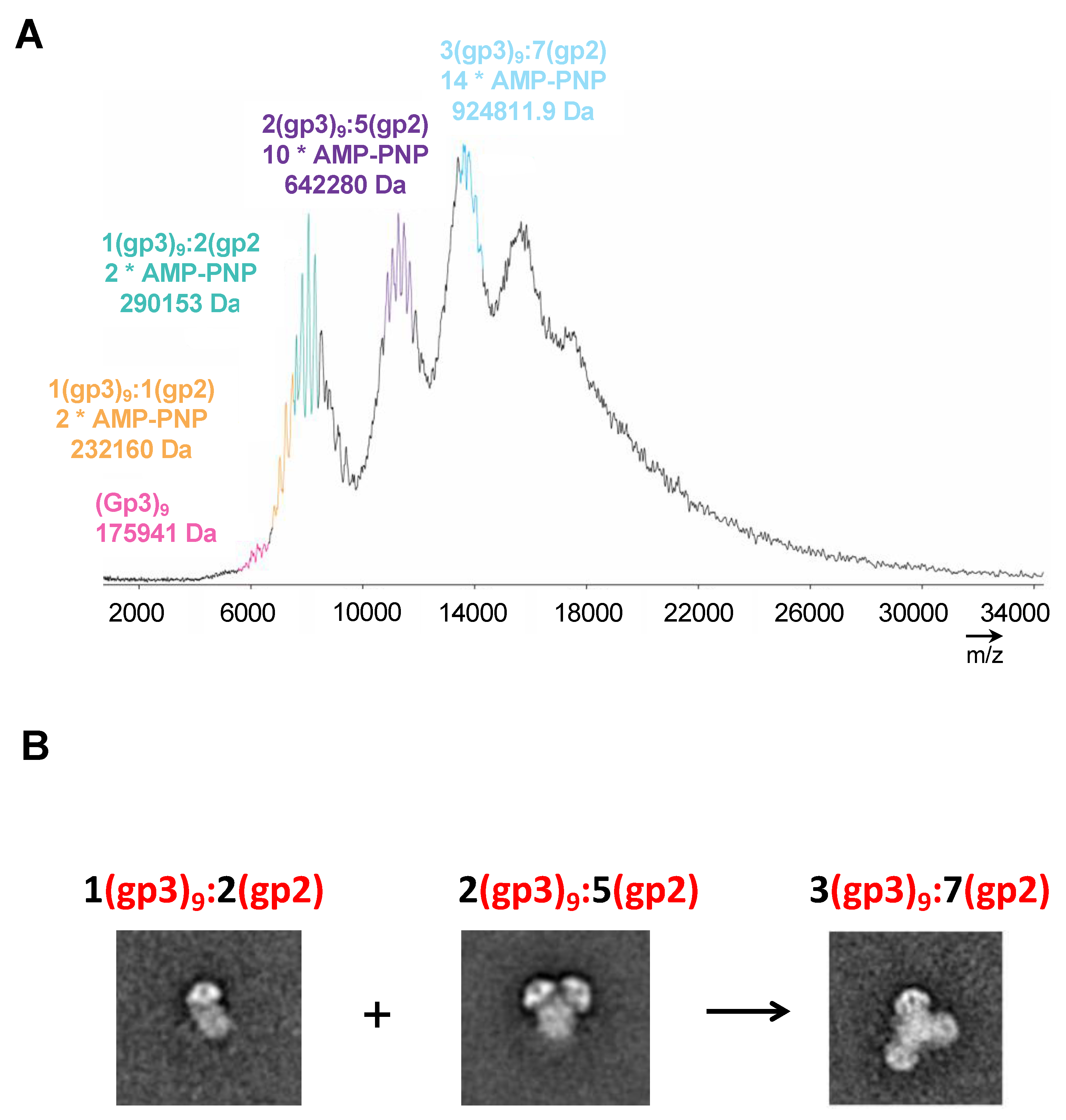 Pathogens 13 01066 g005