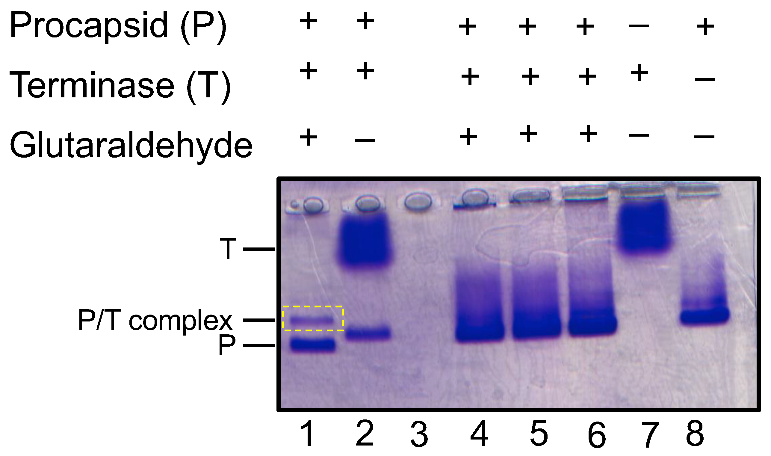 Pathogens 13 01066 g006