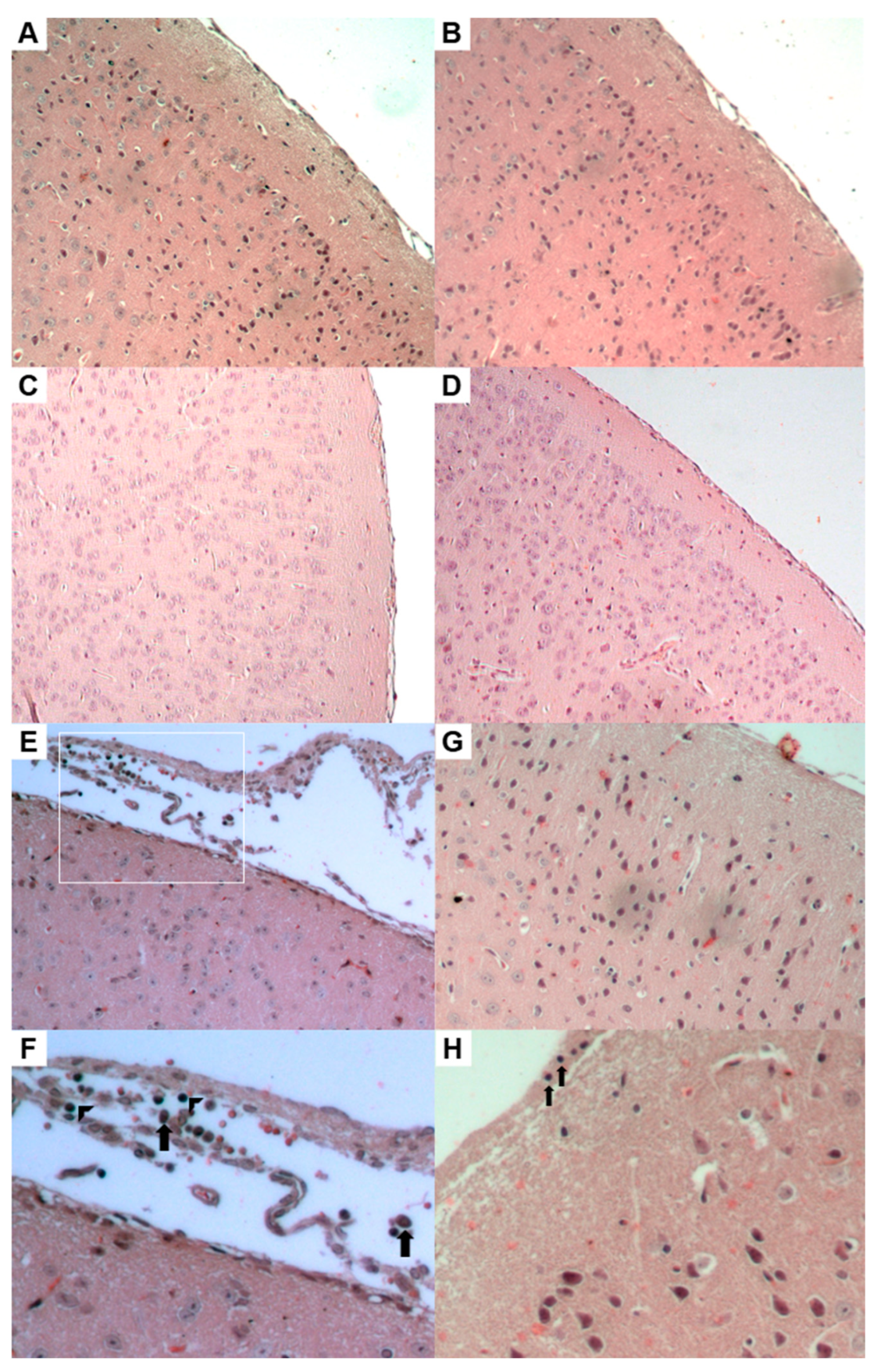 Pathogens 13 01087 g004 Pathogens 13 01087 g004