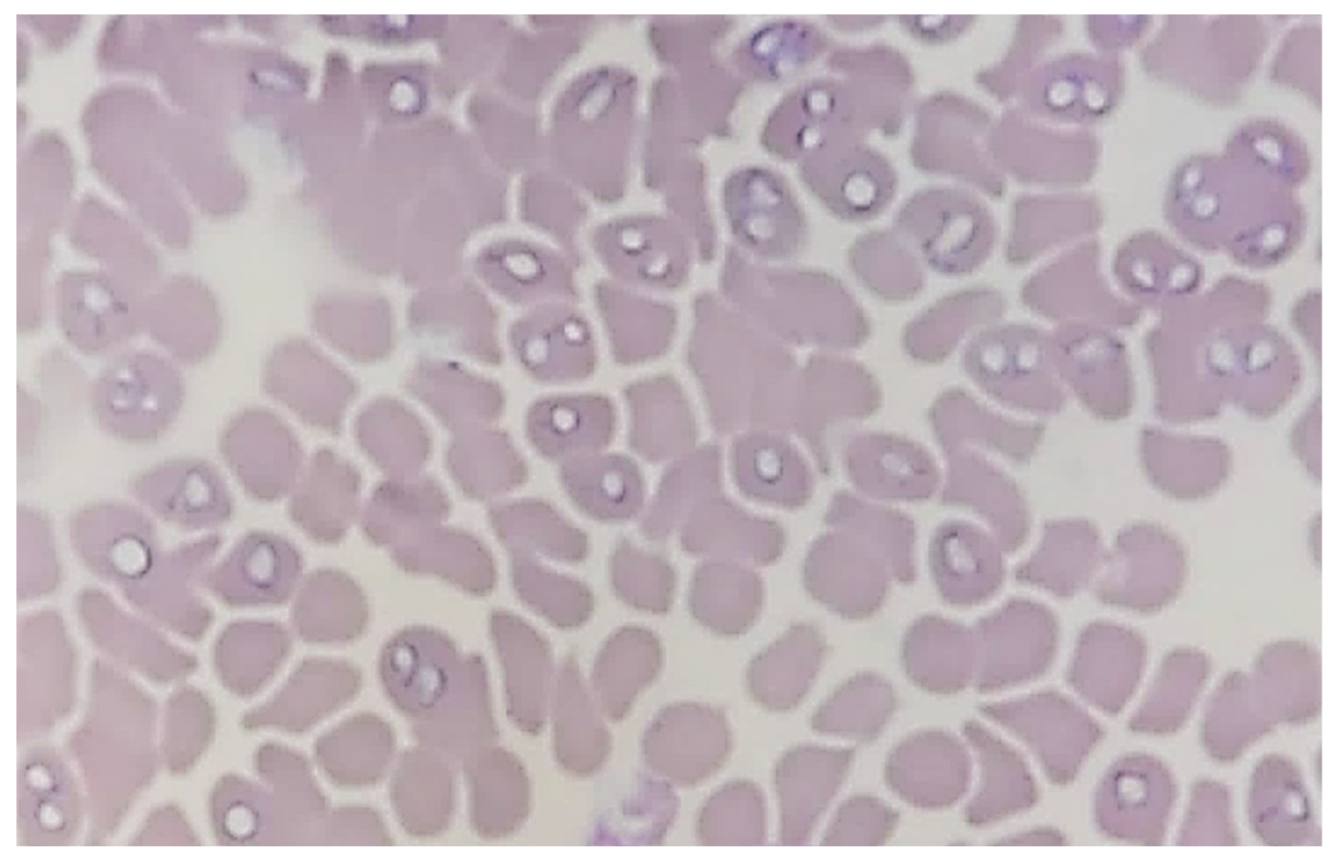 Pathogens 13 01104 g001