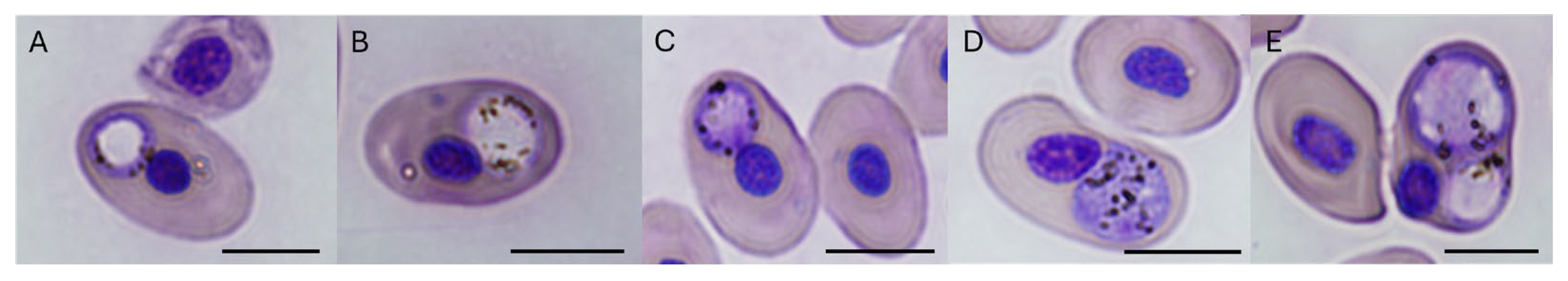 Pathogens 13 01112 g003
