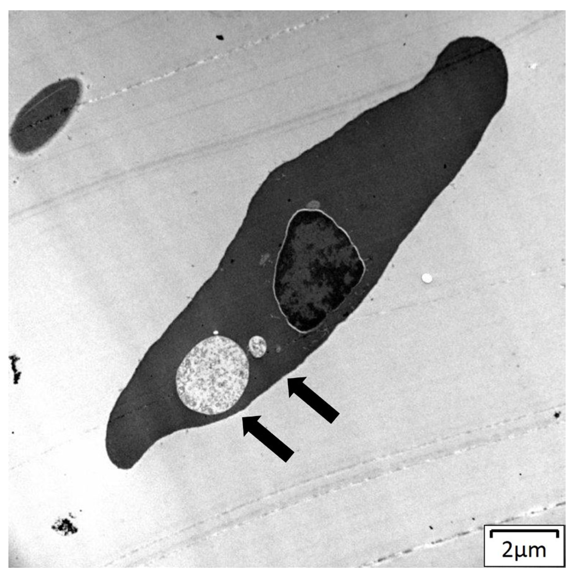 Pathogens 13 01112 g004