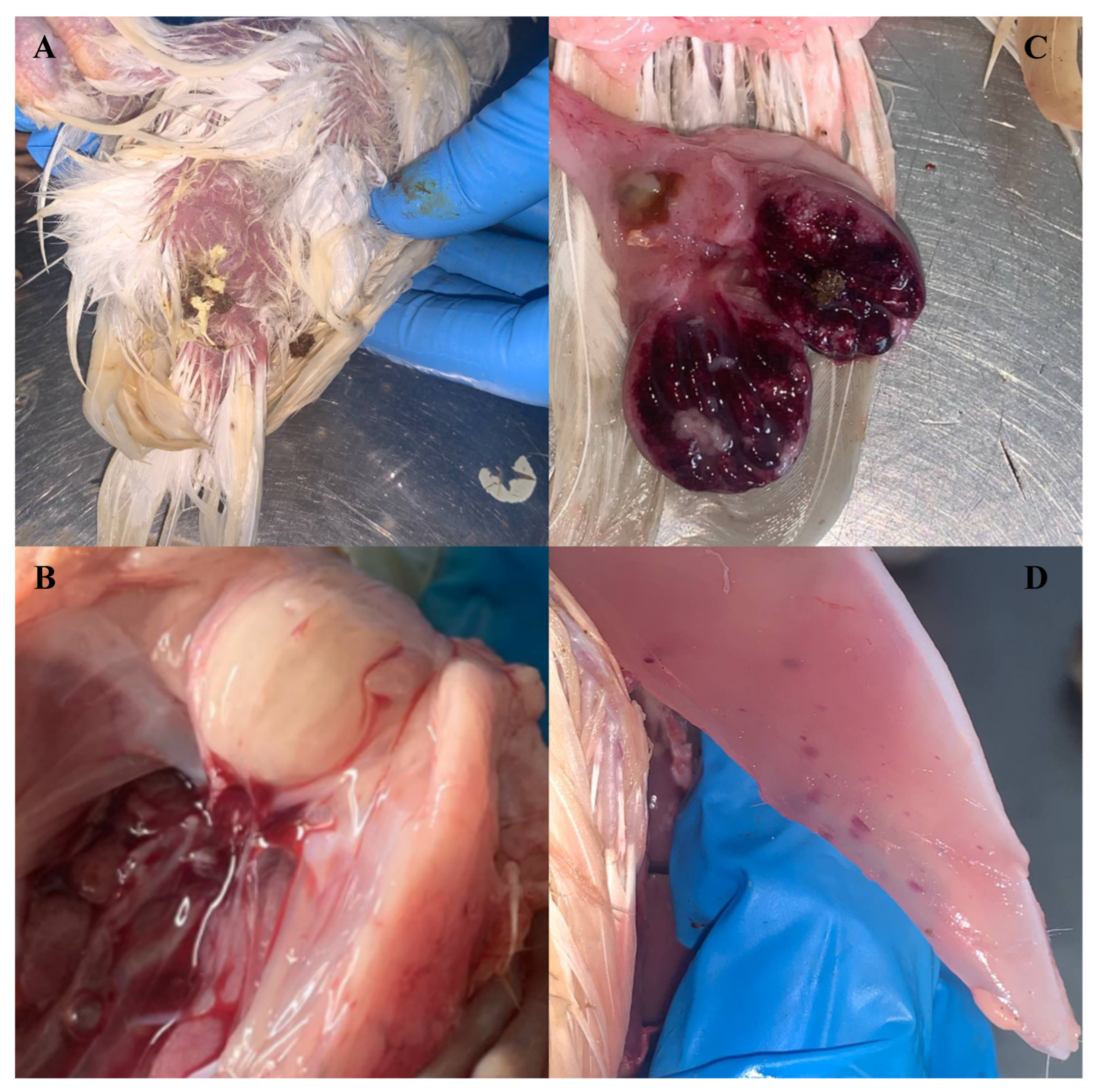 Pathogens 13 01115 g001