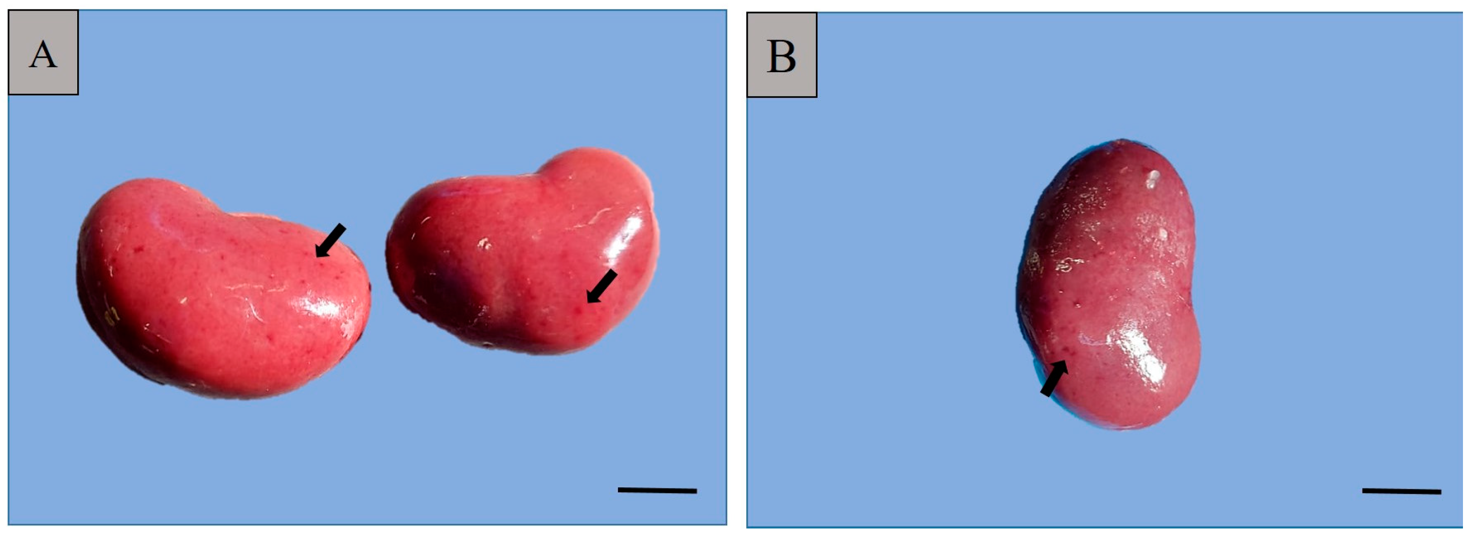 Pathogens 13 01122 g002 Pathogens 13 01122 g002