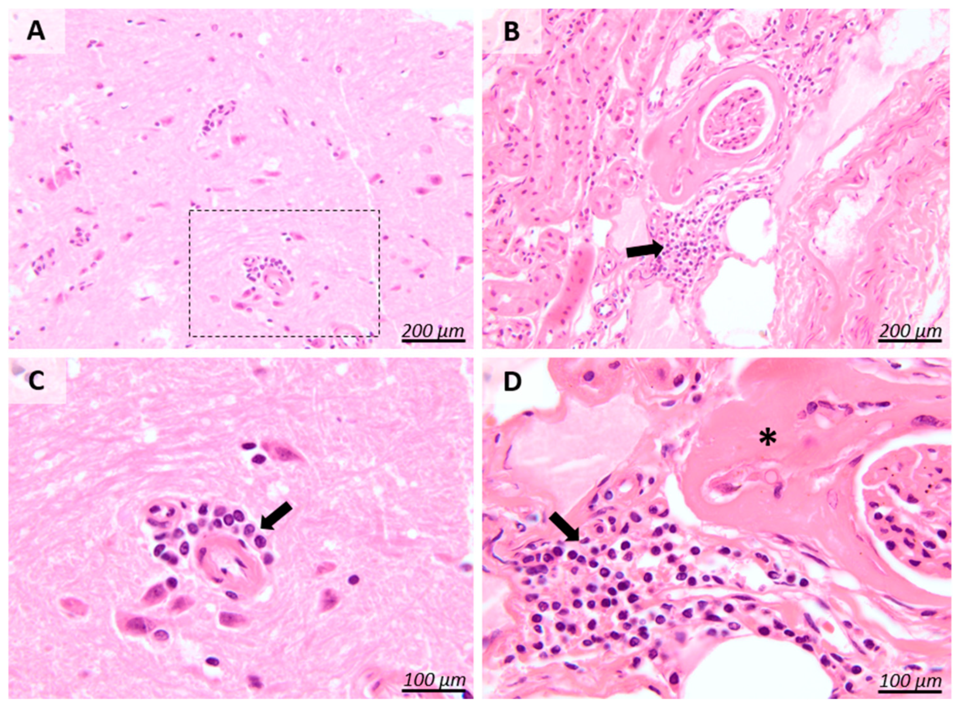 Pathogens 13 01122 g003 Pathogens 13 01122 g003