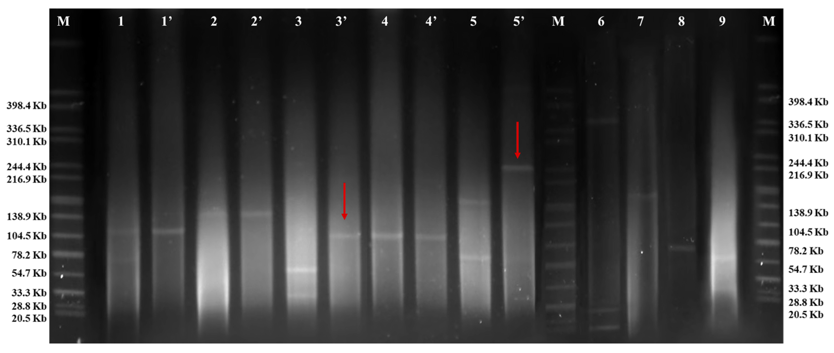 Pathogens 13 01126 g002 Pathogens 13 01126 g002