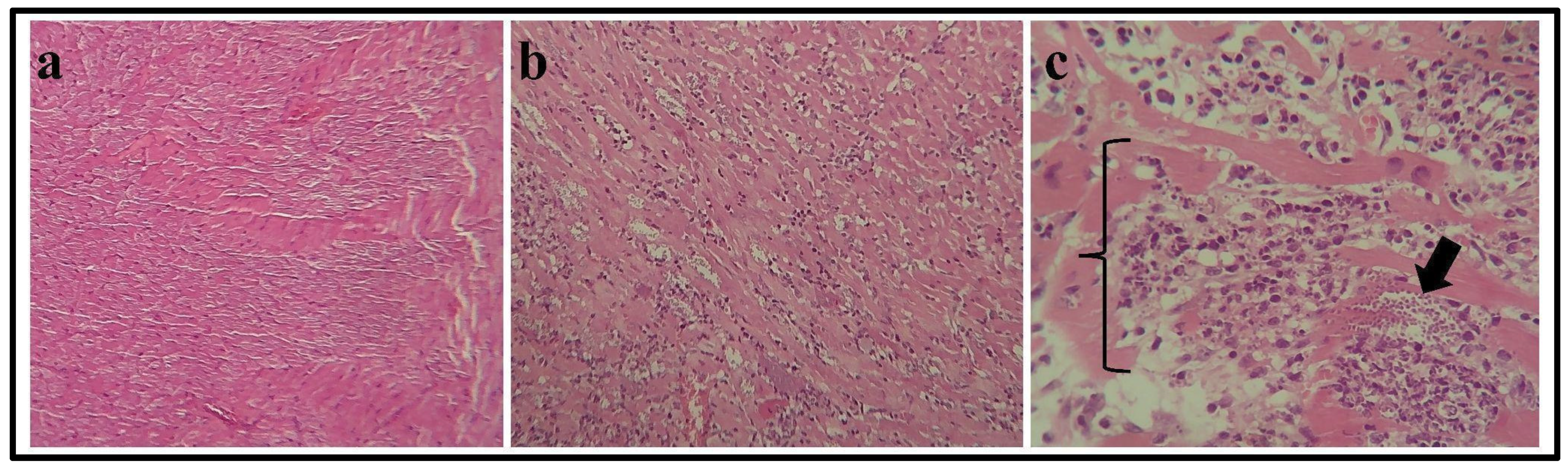 Pathogens 13 01127 g001 Pathogens 13 01127 g001
