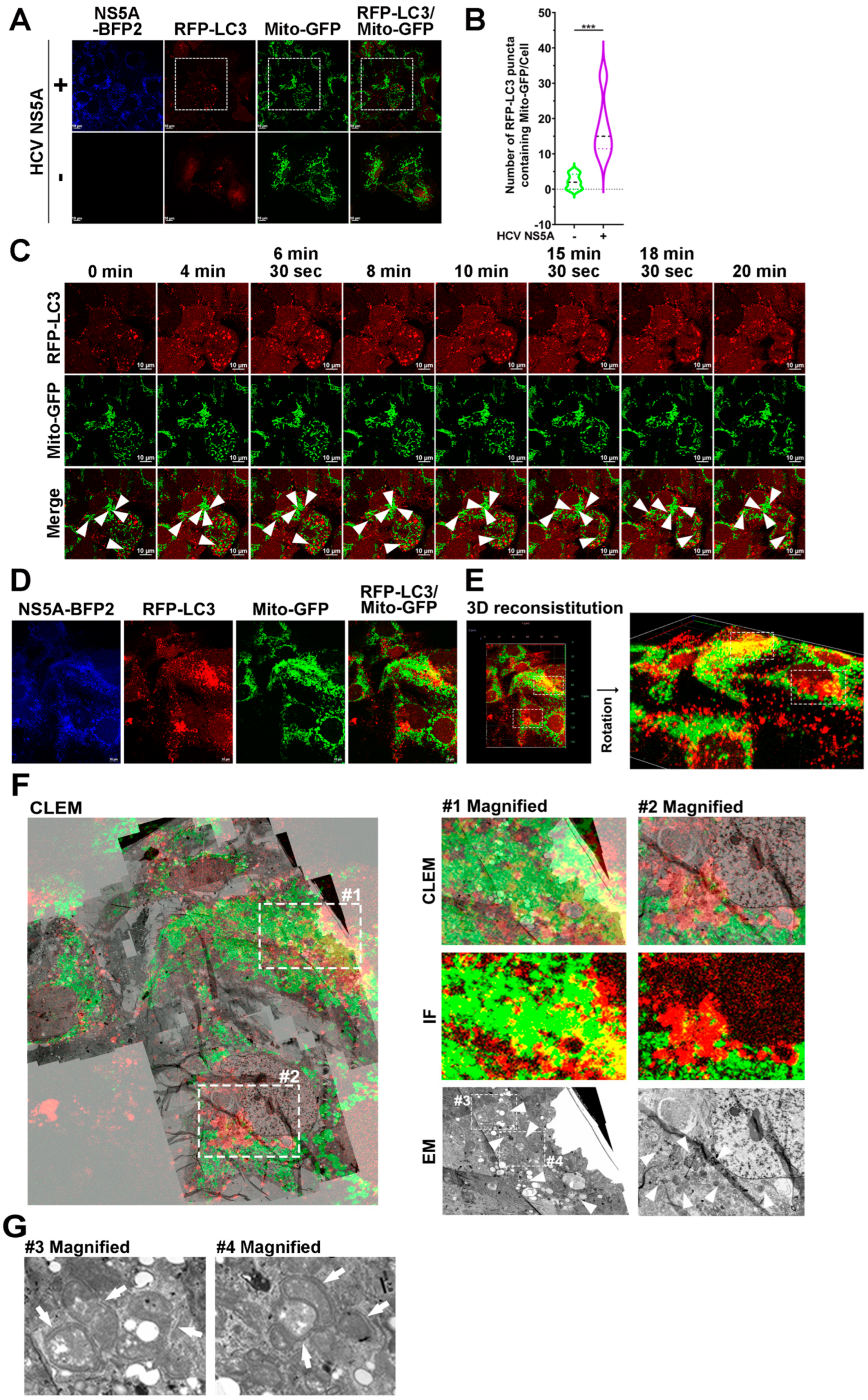 Pathogens 13 01139 g001