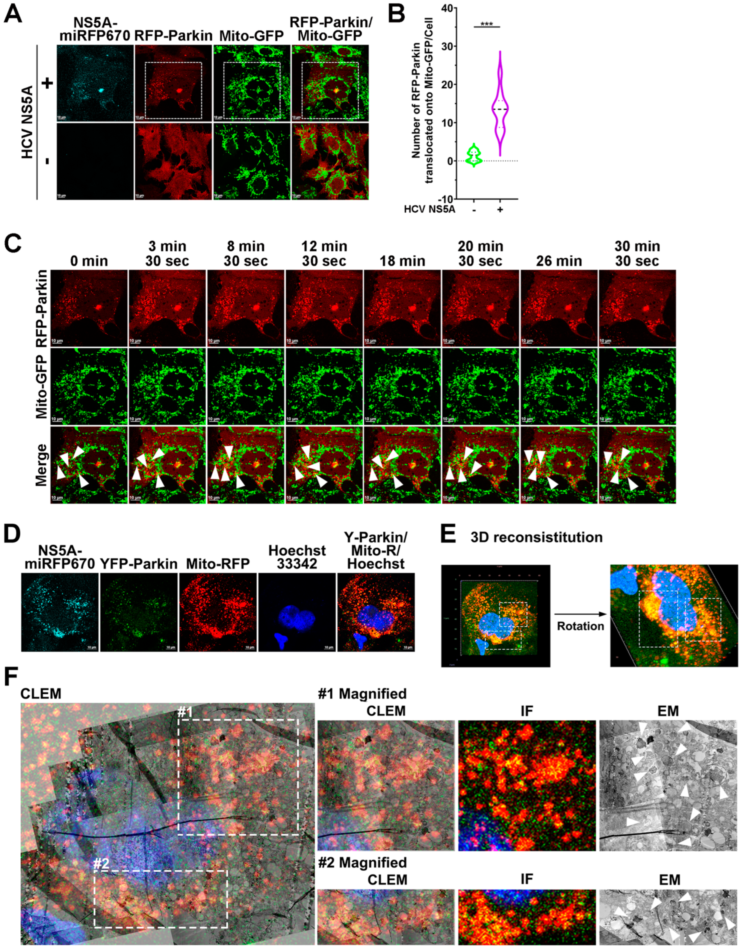 Pathogens 13 01139 g002