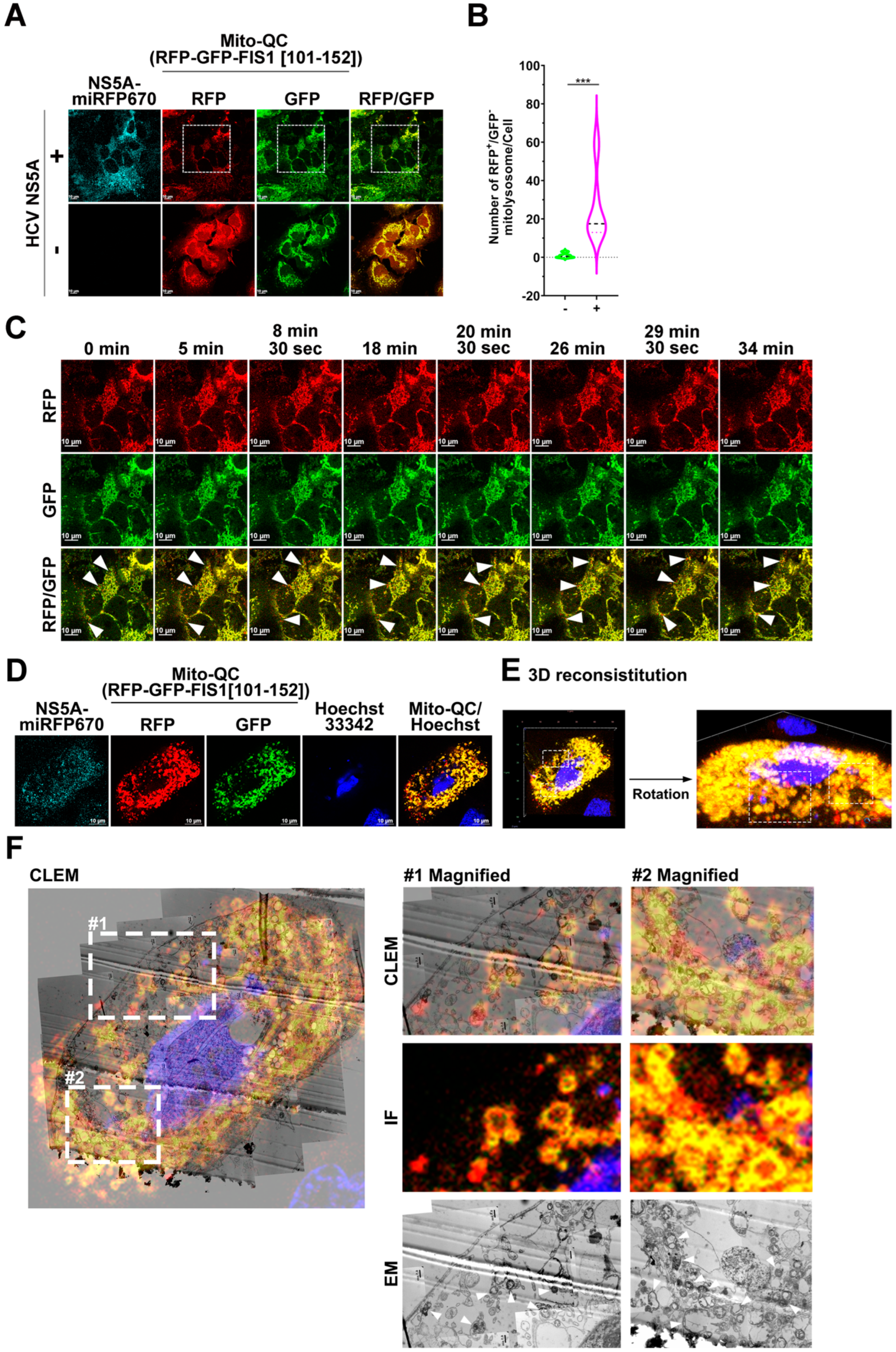 Pathogens 13 01139 g003