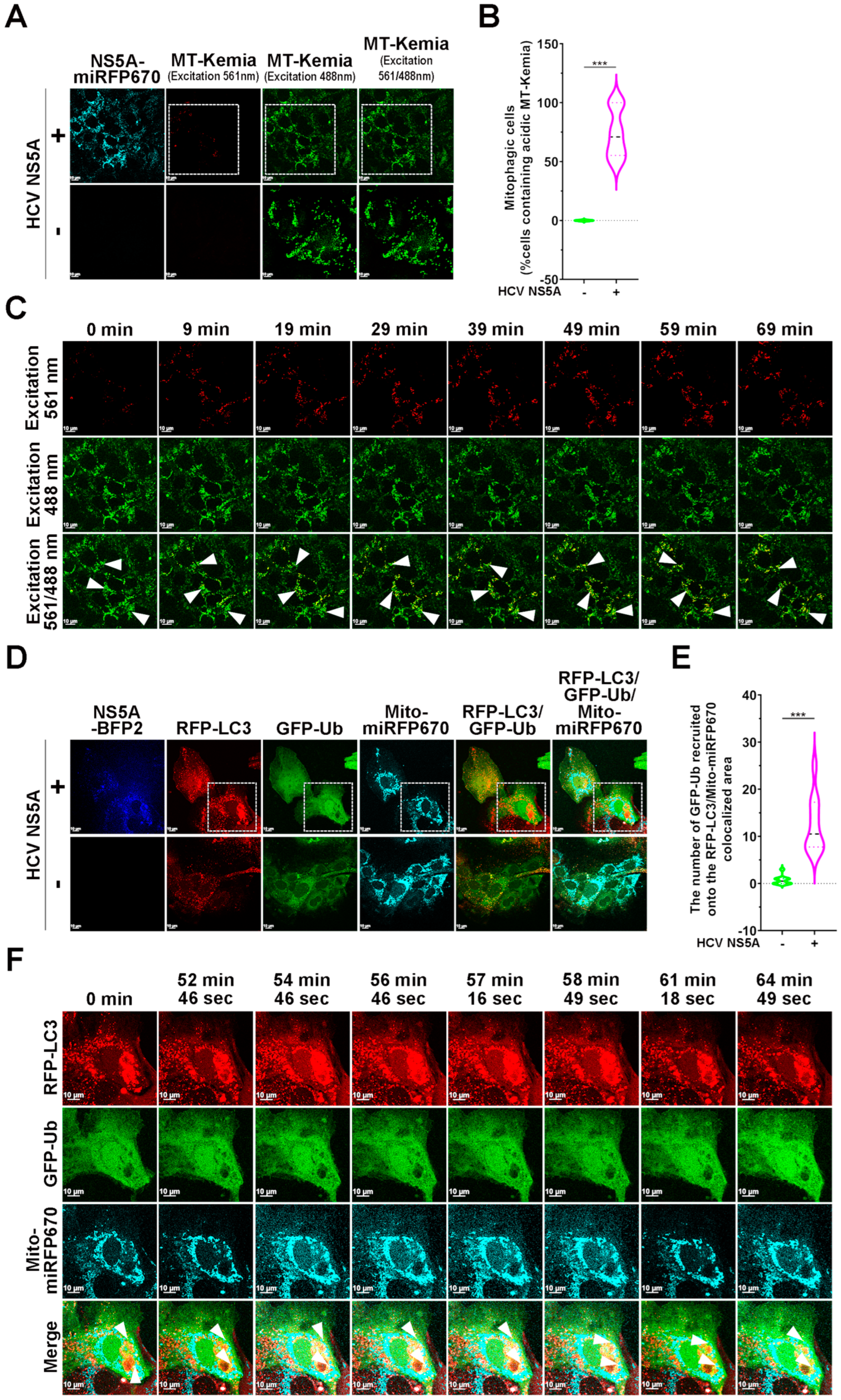 Pathogens 13 01139 g004