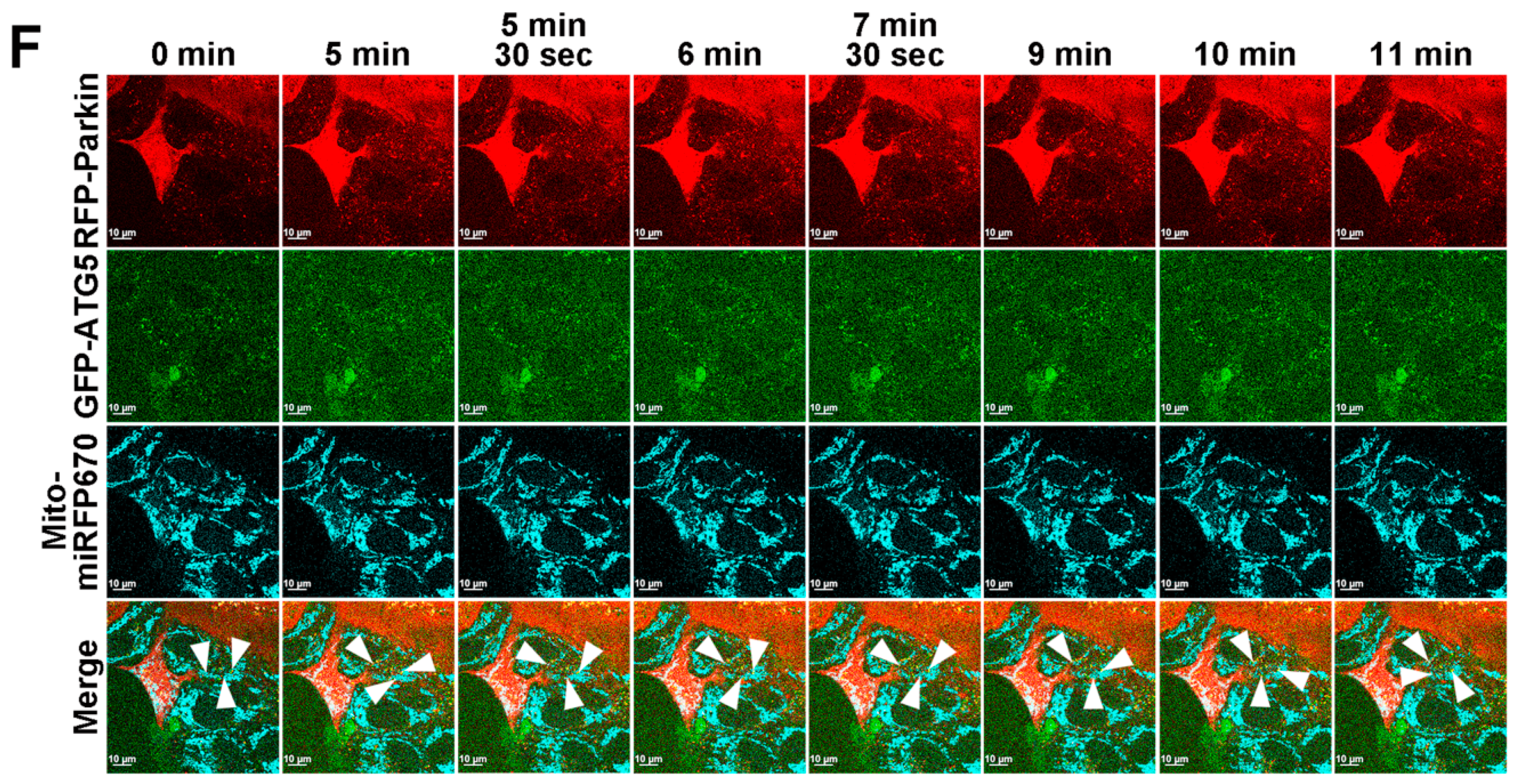 Pathogens 13 01139 g007b