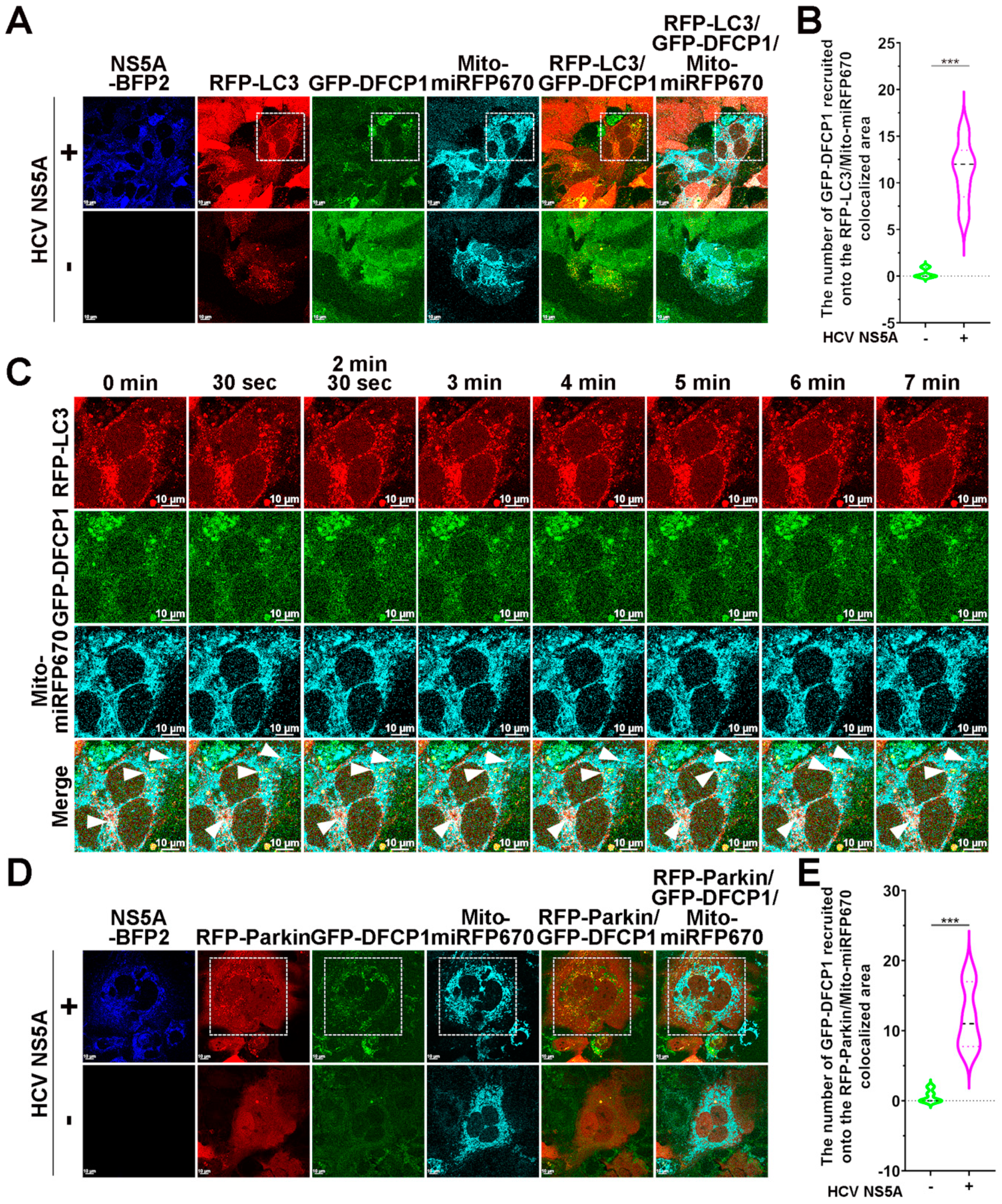 Pathogens 13 01139 g008a